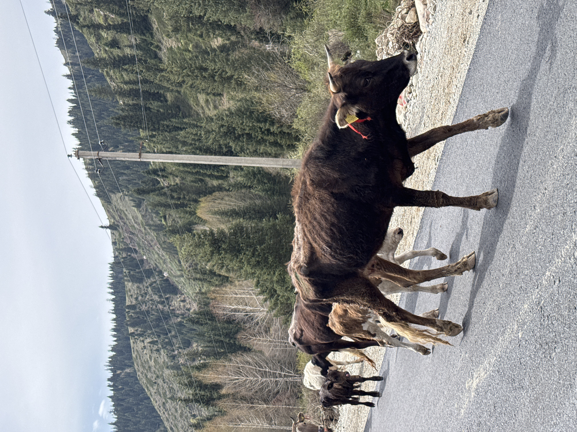 This image depicts a rural mountainous landscape in Semenovka, Kyrgyzstan, featuring a herd of cows and calves on a paved road. The primary subject is a large, dark brown cow with small horns, prominent in the foreground on the right, facing towards the viewer's right. This cow has a yellow ear tag in its right ear and a red ribbon or string tied around its neck.
Several other cows and calves of varying sizes and colors (dark brown, light brown, and cream) are visible behind and to the left of the leading cow, also standing or moving on the asphalt road. The road surface is dark grey and textured, with distinct shadows indicating bright sunlight. To the left of the road is a rough shoulder composed of rocks, gravel, and some dry brush.
The background is dominated by a steep, forested mountainside, densely covered with evergreen trees. A few bare, deciduous trees are also visible, particularly in the mid-ground. The sky, visible in the upper left portion of the image, is light and clear, suggesting fair weather. A utility pole with power lines runs vertically on the left side of the frame, partially obscuring the mountain view.
The scene portrays a common sight in rural, mountainous areas, where livestock may freely roam or be herded along roads. No people are visible. The time of day appears to be bright morning or afternoon, given the clear conditions and shadows. No discernible text is clearly visible on the animals' tags or elsewhere in the image.
