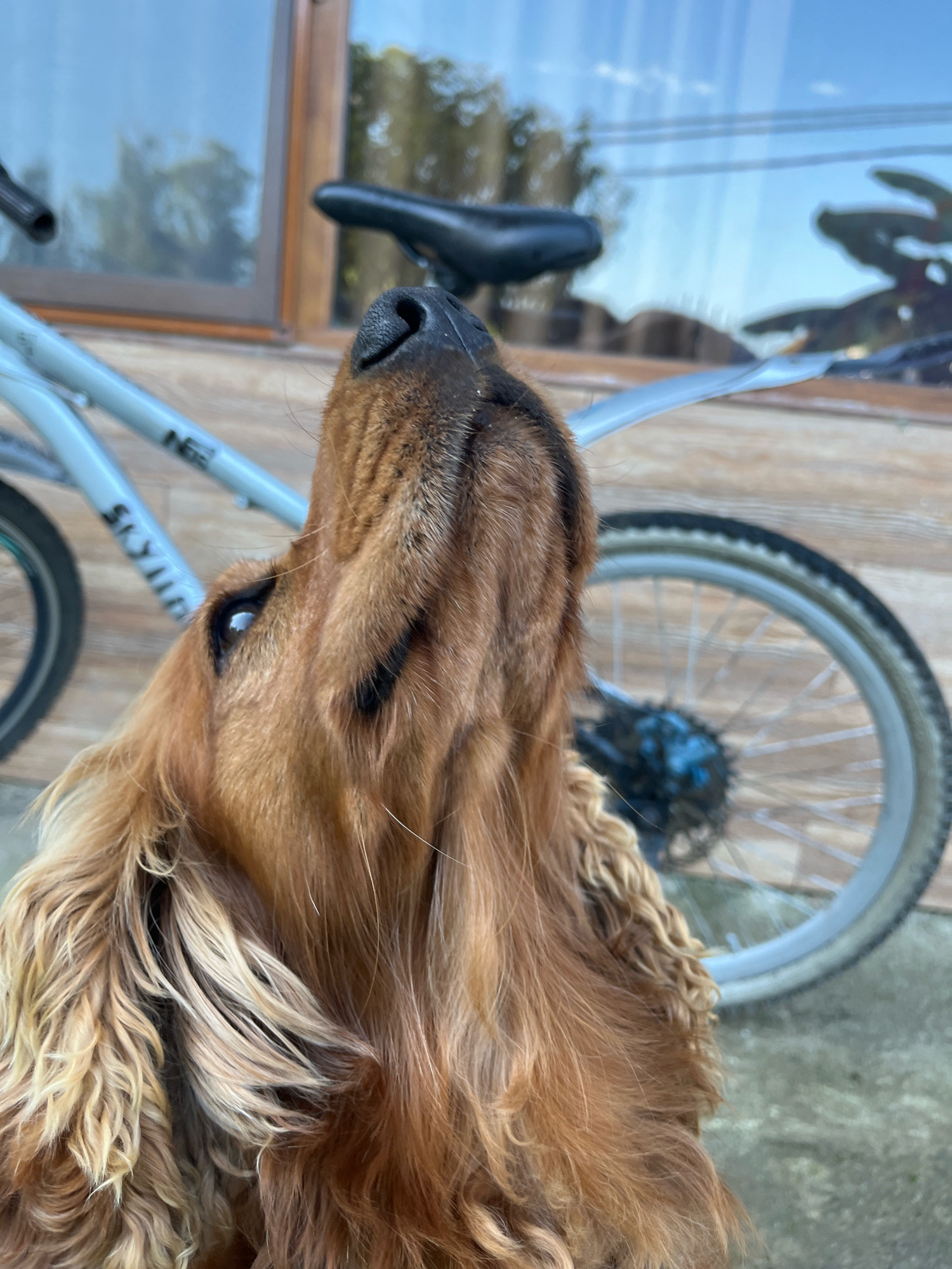 An indoor/outdoor close-up shot features a light brown-haired dog, likely a cocker spaniel, with its head tilted upwards and to the left. The dog's fur is detailed, with some strands appearing lighter than others. Its nose and an eye are visible. In the background, a light blue bicycle is partially obscured by the dog, with its frame, handlebars, seat, and wheels in view. The bicycle appears to be parked near a wooden structure, possibly a house or a building, with a window reflecting the sky and trees. The scene is set outdoors, possibly in a yard or on a patio, with concrete flooring visible in the foreground and mid-ground. The overall lighting suggests a bright, daytime setting. The location is identified as Ureki, Georgia.