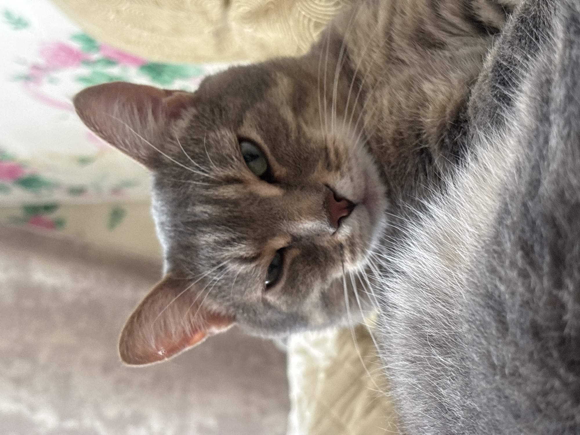 The image shows a close-up of a grey tabby cat lying down, with its head turned towards the camera. The cat has green eyes and its ears are perked up. Its fur is a mixture of grey, black, and white. The background is blurred and appears to be a soft fabric with a floral pattern in pink and green. The image is taken indoors, possibly in a home environment. There is no information about the location in Мещёры, Russia.