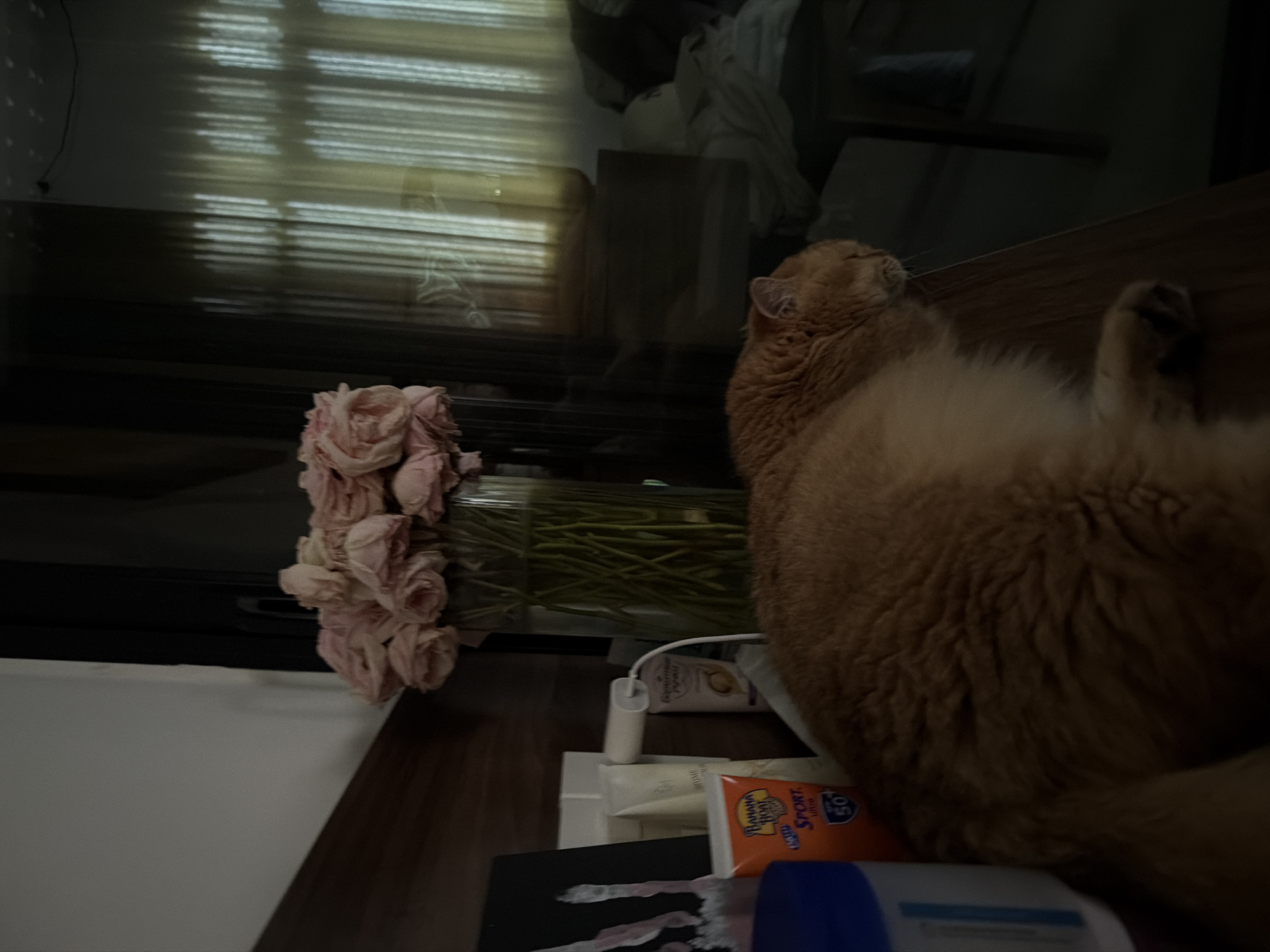 A domestic short-haired cat with orange fur is lying on a wooden surface. To the left of the cat, there is a blue and white container, followed by an orange sunscreen bottle labeled "Banana Boat Sport SPF 50". Behind the sunscreen bottle are two white tubes of lotion. Further back and to the right is a tall glass vase filled with pink roses, their stems submerged in water. The background features a dark, reflective surface, possibly a window or television screen, with vertical blinds or curtains visible behind it. The scene appears to be indoors, likely in a bedroom or living area. There is no indication of the location being in the city of Đà Nẵng, Vietnam.