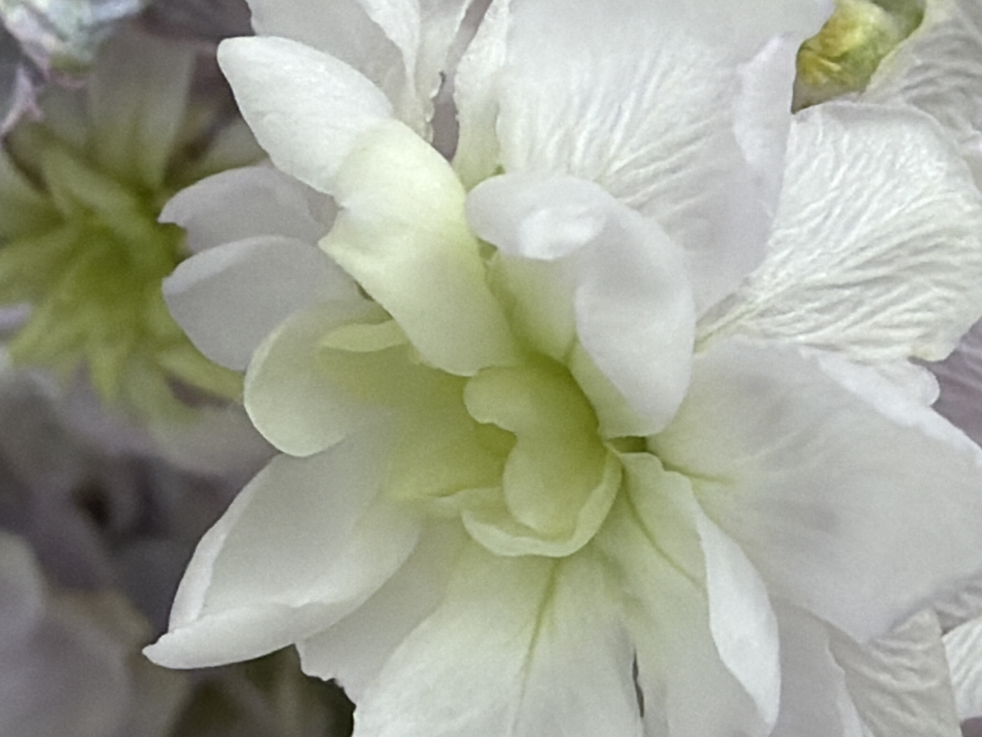 This close-up image features a pristine white flower with a distinct greenish-yellow center, dominating the frame with its delicate beauty. Numerous petals, some appearing almost translucent, gracefully overlap and fold, creating a sense of volume and softness. Subtle, feather-like veins are visible on some of the larger white petals, adding intricate texture. The core of the flower is a brighter, creamy greenish-yellow, composed of tightly clustered and ruffled petals that draw the eye inward.
The background is softly blurred and out of focus, indicating a shallow depth of field that emphasizes the main floral subject. Hints of soft green shapes are visible in the upper left background, likely other foliage or parts of the plant, while vague, desaturated areas of grey or purple suggest further distant elements. The lighting is soft and diffused, illuminating the flower without harsh shadows and enhancing its gentle aesthetic. The image captures a moment of natural serenity and elegance, highlighting the intricate details and smooth transitions of color within the flower. There is no visible text, and no human activity or specific event is taking place. The setting appears to be a natural or cultivated floral environment.