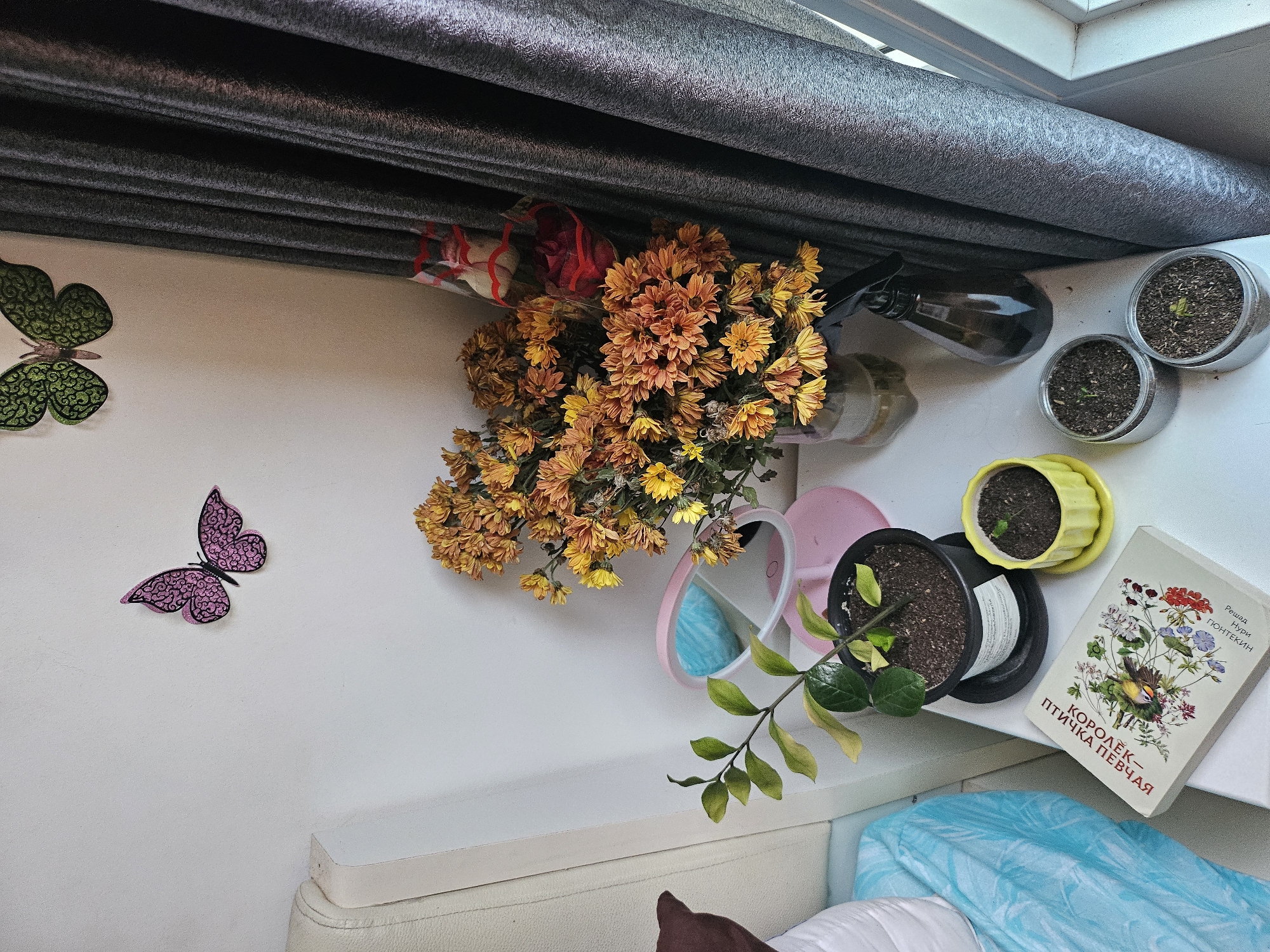 The image depicts a bedside table with various items arranged on its surface, set against a white wall and a gray curtain. On the wall, two decorative butterflies are affixed, one pink and one green. A bouquet of dried chrysanthemums in shades of orange and yellow is placed in a vase. Beside the flowers, a small pink makeup mirror with an LED light is positioned. To the left of the mirror is a potted plant with green leaves. In front of the plant, a book with a colorful illustration of a bird and flowers lies open. There are also three small pots containing seedlings, one yellow and two metallic gray. A dark spray bottle is situated behind the flowers. The overall scene suggests a domestic setting, possibly a bedroom, with a focus on plants and decorative elements. The location in Kathu, Thailand is not discernible from the visual information provided in the image.
