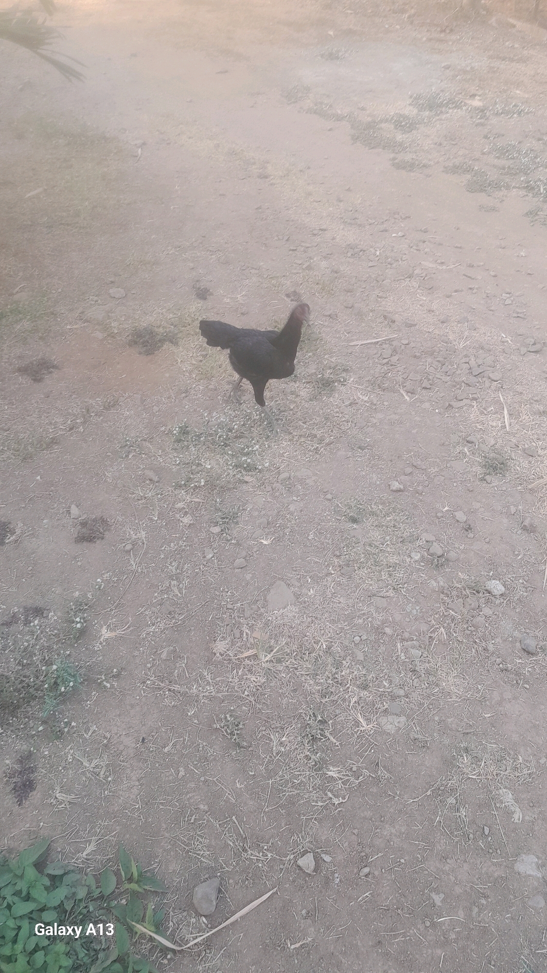 A lone black chicken stands on a dusty, uneven ground in Hadipolo, Indonesia. The chicken is facing to the left, with its head slightly turned towards the viewer. Its feathers are dark, and its comb and wattle are a dull red. The ground is a mixture of dirt, small stones, and sparse dry grass. In the bottom left corner, some green leaves are visible. The overall impression is of a simple, rural outdoor setting.