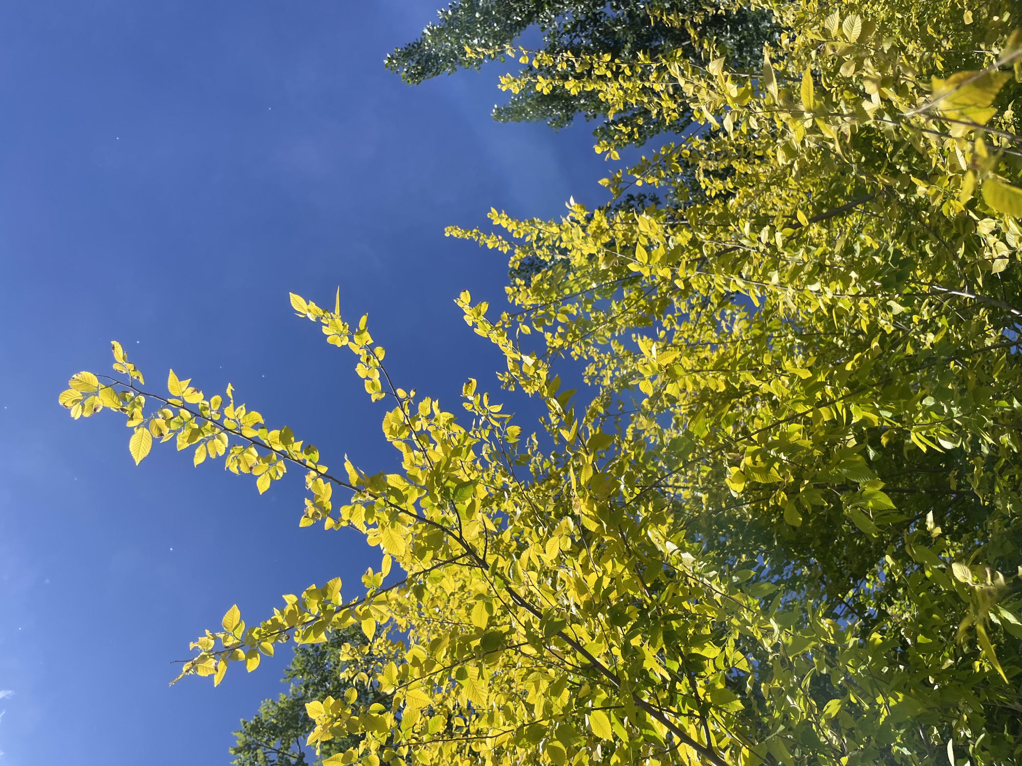 The image depicts tree branches with yellow and green leaves against a bright blue sky. The trees are located in Changping District, China. The leaves are illuminated by sunlight.