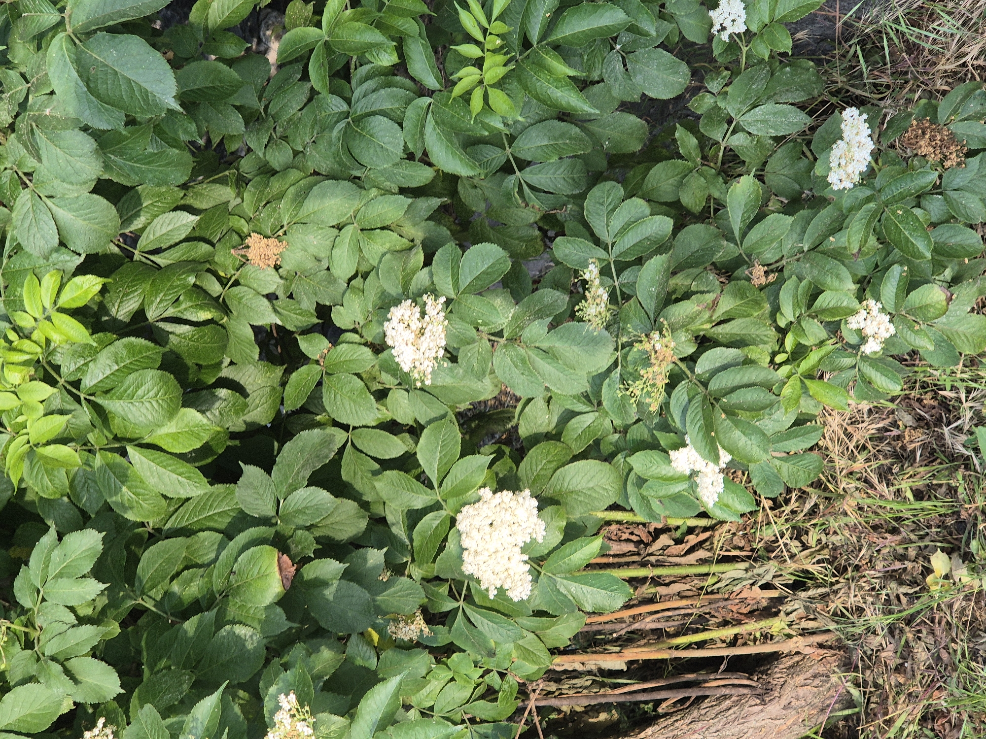 The image shows a dense cluster of green foliage, possibly a bush or shrub, with several clusters of small white flowers scattered throughout. Some dried, brown flower clusters are also visible. The plant appears to be growing near the base of a tree with rough, brown bark, and there is dry grass and leaf litter on the ground. The scene is consistent with an outdoor environment in Sozonivka, Ukraine. There are no people or animals visible in the image. The lighting suggests it is daytime.