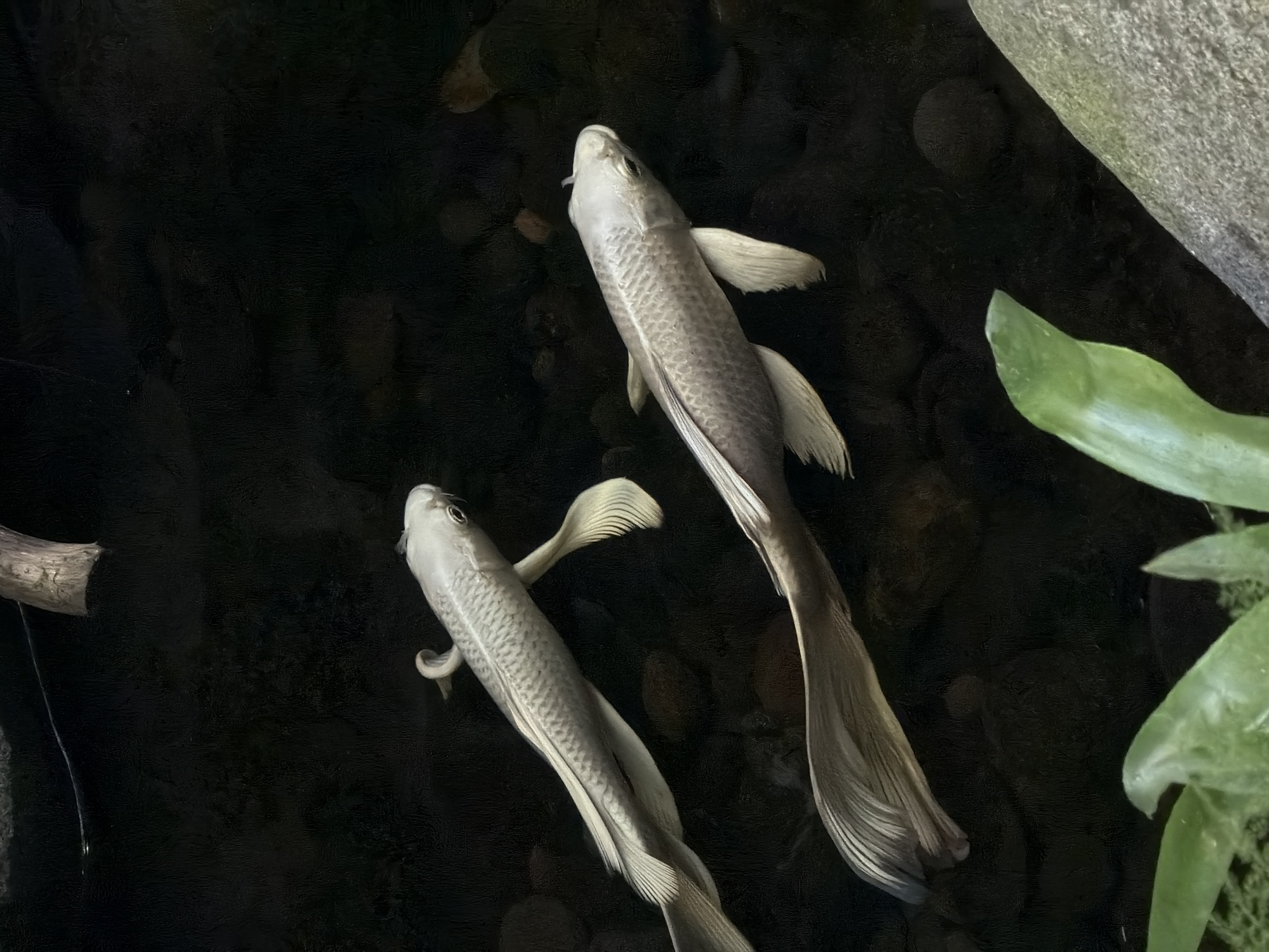 The image depicts two pale-colored, long-finned fish swimming in a dark pond or body of water. The location is North Kuta, Indonesia. Pebbles are visible on the pond bed. A gray stone and some green plants are located along the right edge of the image. A piece of driftwood is on the left edge.