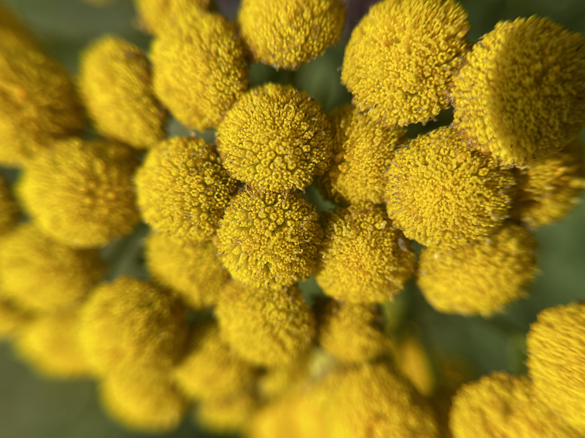 This is a close-up, macro photograph of a cluster of small, bright yellow flowers, likely Tansy. The flowers are round and textured, with many tiny florets packed tightly together. They are arranged in a dense grouping, with some flowers in sharp focus and others progressively blurred in the background, creating a shallow depth of field. The background is a soft, out-of-focus green, suggesting foliage or a natural outdoor setting. There are no people or discernible man-made objects in the image. The image does not provide any information or visual cues that would allow for its location to be identified within the city of Popasne, Ukraine.