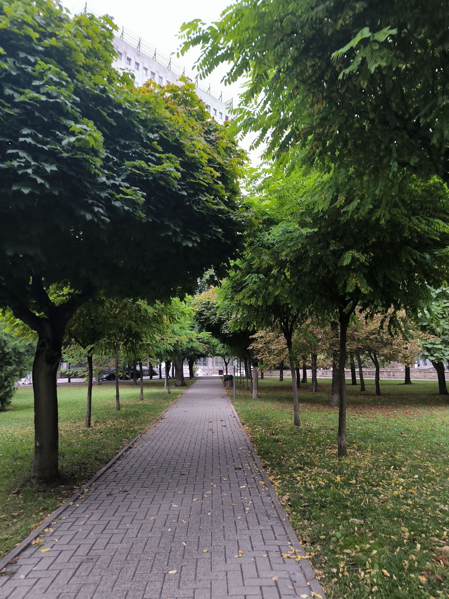 The image depicts a paved pathway lined with trees on both sides, extending into the distance. The pathway is constructed of grey rectangular pavers arranged in a herringbone pattern. The ground on either side of the path is covered in green grass, with scattered fallen yellow leaves, suggesting an autumnal setting. The trees have green foliage, with some branches showing yellowing leaves. In the background, a modern, multi-story white building with visible windows can be seen through the trees, topped with what appears to be fencing or a security barrier. The sky is overcast. The overall scene is that of a park or a tree-lined walkway in an urban environment. This location is identified as the alley of "Alexandru cel Bun" on the territory of the Chișinău State University in Chișinău, Moldova.
