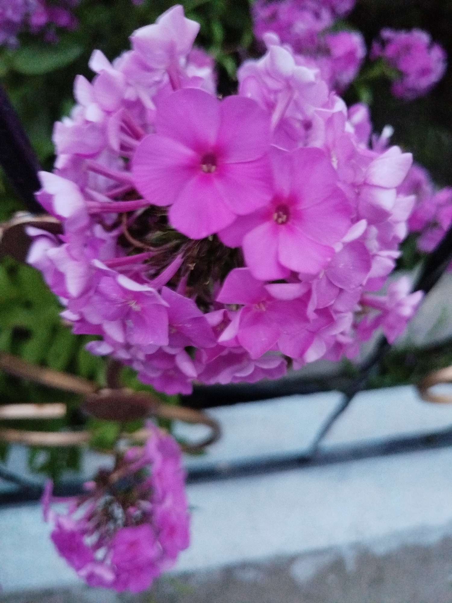 This is a close-up, high-angle shot of a cluster of pink phlox flowers. The flowers are in various stages of bloom, with some fully open and others still buds. The petals are delicate and ruffled, with a velvety texture. The center of each flower is a deep pink, with a hint of yellow in the stamen. The flowers are arranged in a spherical cluster, with many smaller blooms emanating from a central point. The background is a blur of green foliage and a dark, out-of-focus fence or railing. In the lower left corner, a single, out-of-focus bloom hangs lower than the rest. The scene appears to be outdoors, likely in a garden or park. There are no people or animals visible in the image. The lighting is soft and diffused, suggesting it might be a cloudy day or early morning. The image is grainy and lacks sharp focus, likely due to the camera's limitations or the distance from the subject. The location specified, Orozbekov, Kyrgyzstan, cannot be confirmed or denied from the visual information provided in the image.