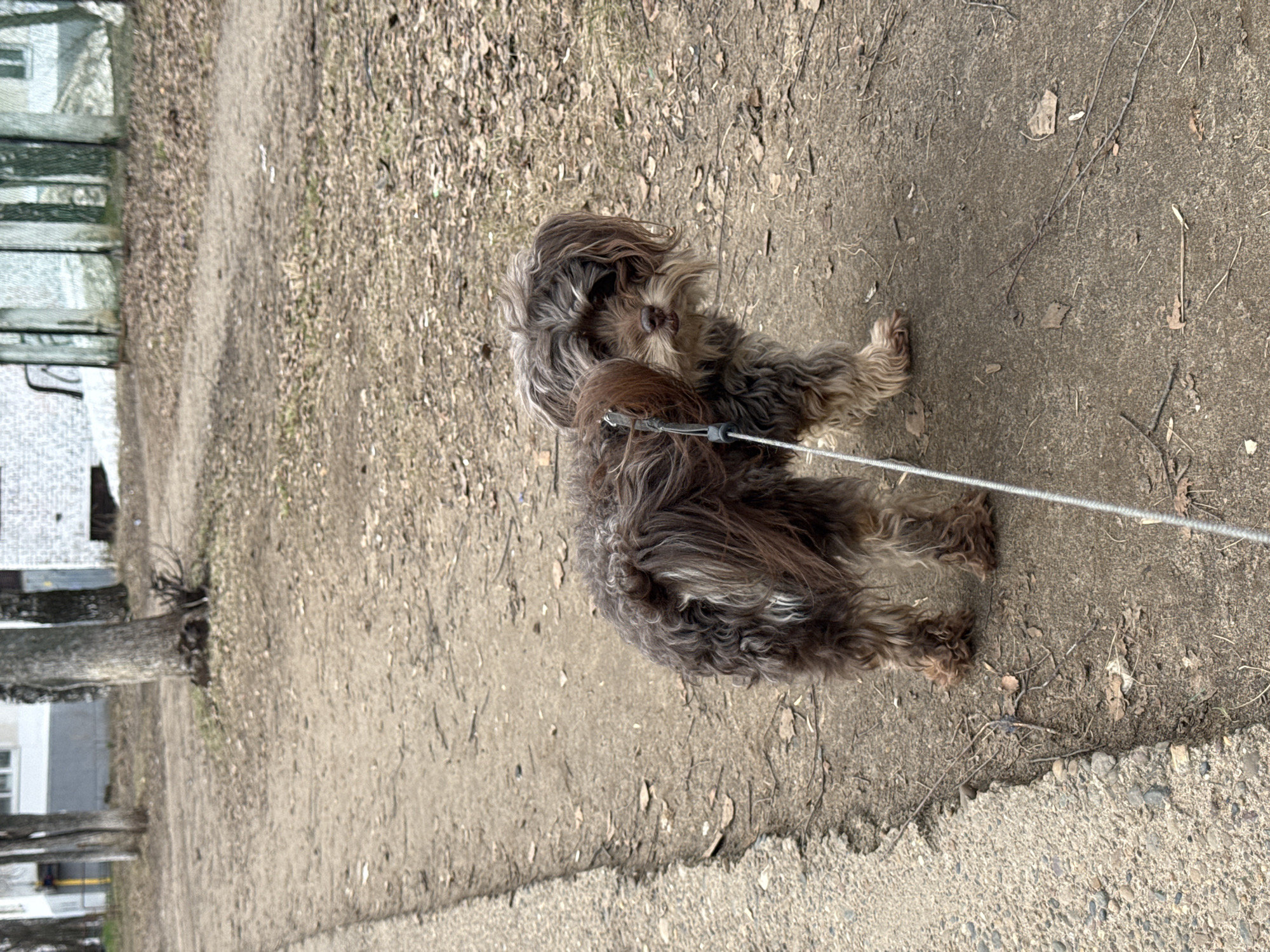 A medium-sized, long-haired dog with a brown and grey coat stands on a dirt path. The dog is on a leash that extends out of the frame towards the right. The path is flanked by a grassy area with fallen leaves on the left. In the background, partially obscured by a tree, are buildings. A concrete curb borders the path on the right side of the frame. The location is Chaikovsky, Russia.