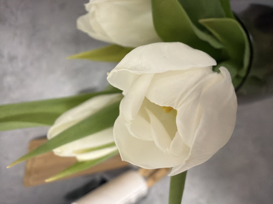A close-up view taken indoors in the city of Ковалёво, Russia, presents a floral arrangement of three white tulips. The prominent tulip in the foreground is partially open, displaying soft white petals that transition to a creamy yellow center, where a yellow pistil is visible. Two additional white tulips, appearing more closed, are positioned in the background to the left and right. All tulips possess green stems and leaves. They are arranged in a dark, cylindrical vase, partially visible at the bottom of the frame. The background consists of a textured, light gray surface, likely a wall. Blurred elements are discernible in the upper left background, including a light brown rectangular object and a pale, elongated cylindrical item. No individuals are present.