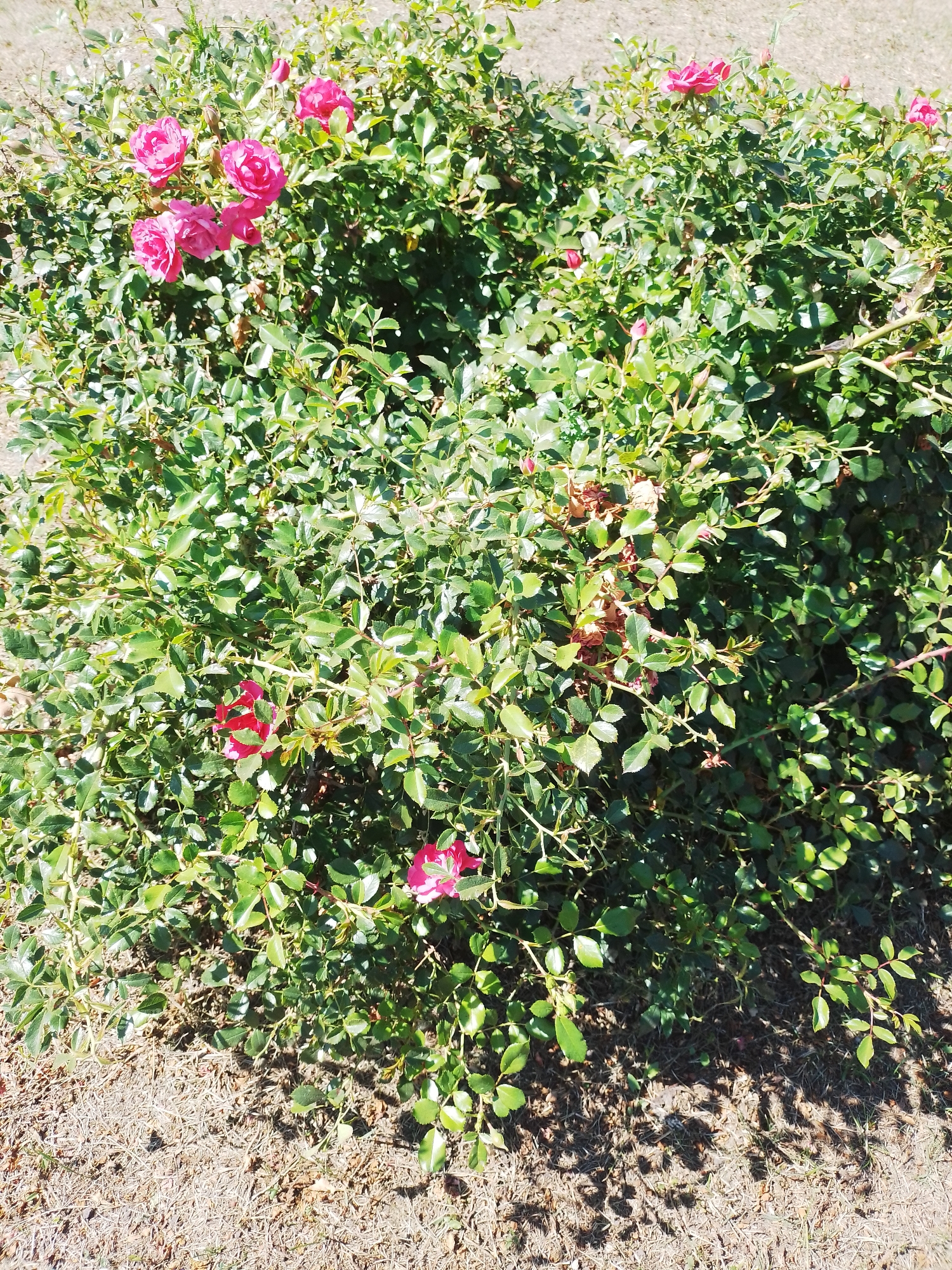 A dense bush of pink roses with green leaves is situated outdoors on a sunny day. The ground beneath the bush is covered with dry grass and dirt, with shadows cast from the foliage. There are no people or animals visible in the image. The scene is located in Romodan, Ukraine.