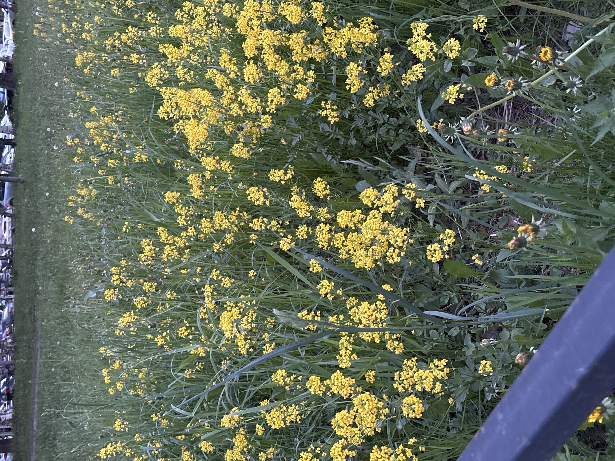 The image shows a patch of dense, bright yellow flowers interspersed with green grass and foliage. The flowers appear to be clustered, growing in an unkempt, natural setting. In the upper-right and lower-right corner of the image, glimpses of decaying, unidentified structures are visible. In the extreme left edge of the image a blurred collection of vertical elements, possibly bicycle racks, can be seen. The photograph seems to be taken from a low angle, close to the ground. Given the information provided, the location is Vsevolozhsk, Russia. There is no evidence of people.