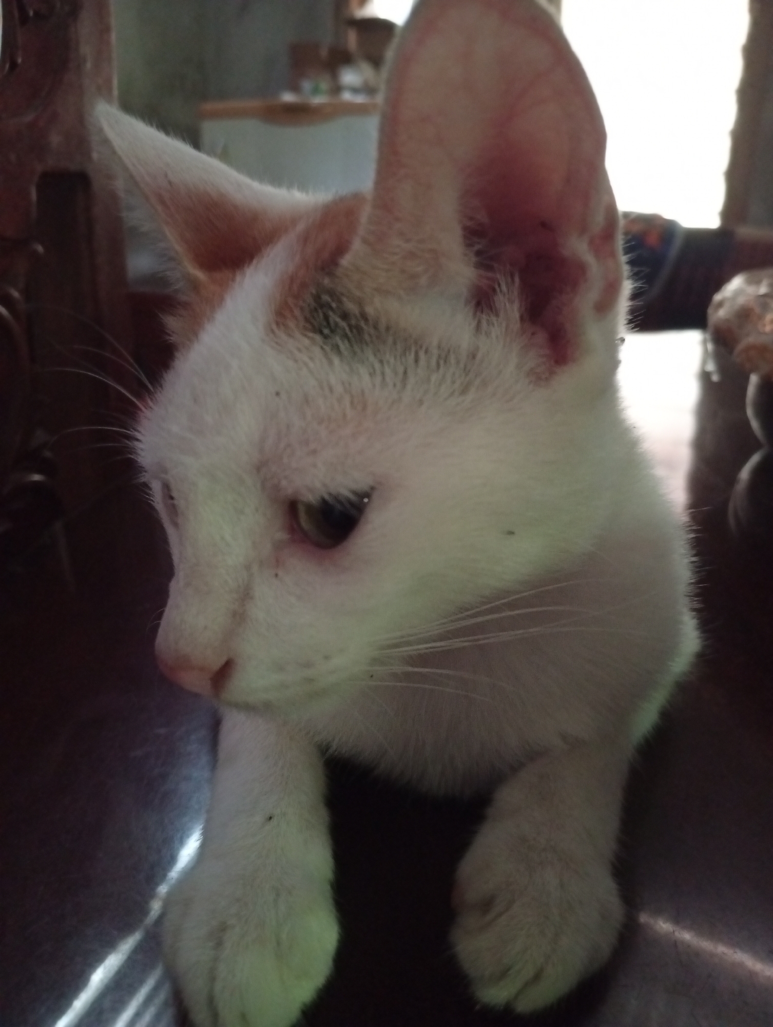 A white and orange tabby cat is sitting at a table in a room. The cat is looking down and to the left. The room is dimly lit, with some light coming from a window on the right side of the image. There are some shelves in the background, with a few items on them. The cat is the main subject of the image, and it is in focus. The background is out of focus. The image is a close-up of the cat's face and upper body. The cat appears to be relaxed and comfortable.