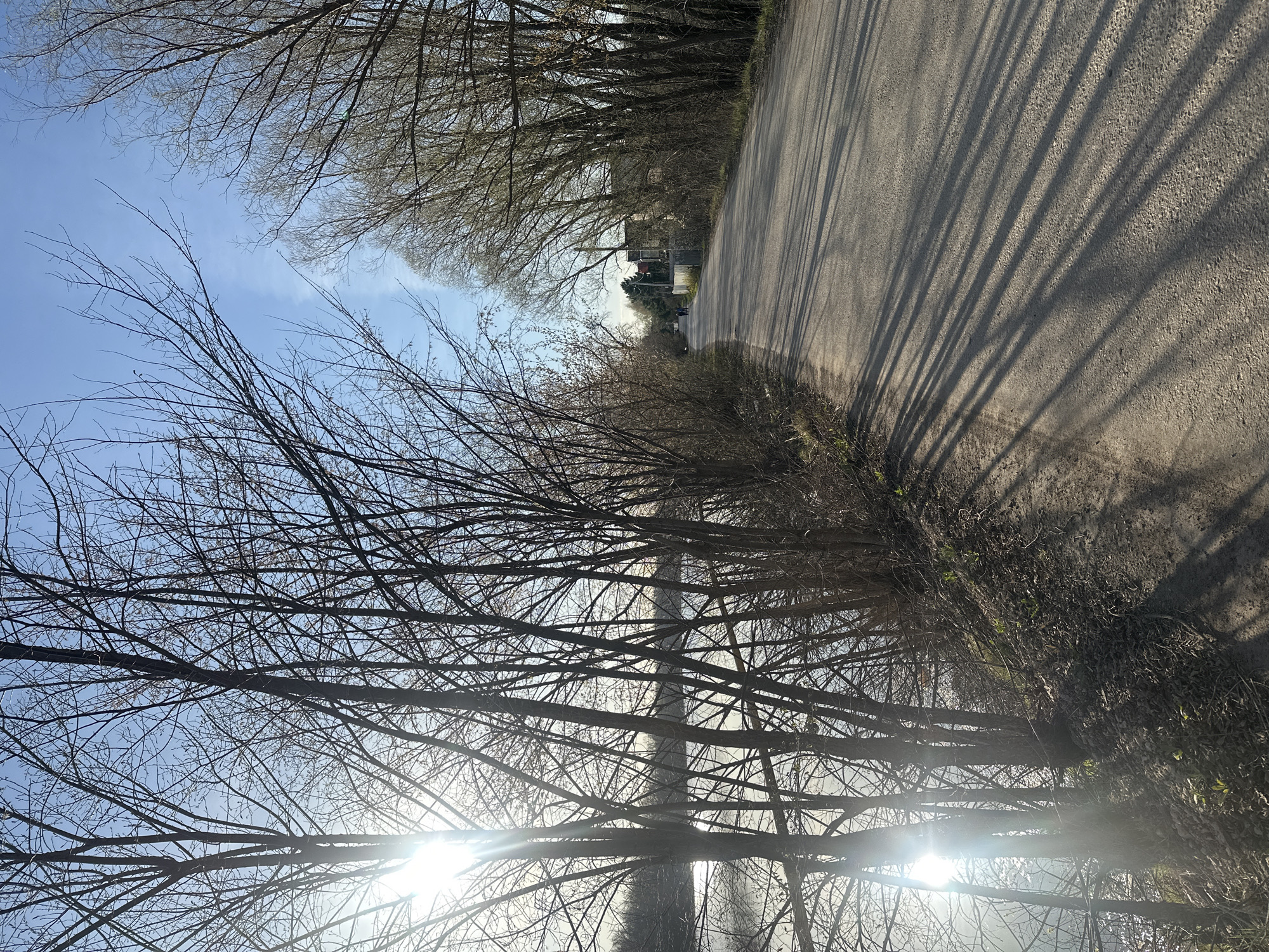 An outdoor scene captured in portrait orientation shows a paved road or path receding diagonally from the bottom right towards the upper left. The road is flanked on both sides by numerous trees, most of which are deciduous and appear to be in late winter or early spring, as their branches are mostly bare, though some faint budding might be present.
The sun is positioned low in the sky, visible through the branches in the lower portion of the frame, casting a strong lens flare and long, distinct shadows of the trees across the road. These shadows stretch from the upper left side of the road towards the bottom right, suggesting either early morning or late afternoon. The sky above is a clear, bright blue with a few very faint, wispy clouds visible between the tree canopies.
In the distance, along the winding road, a small building or structure can be discerned, along with some indistinct shapes that could be distant individuals or objects. No specific activity is clearly depicted, and no visible text is present. The overall atmosphere is tranquil and sunny.