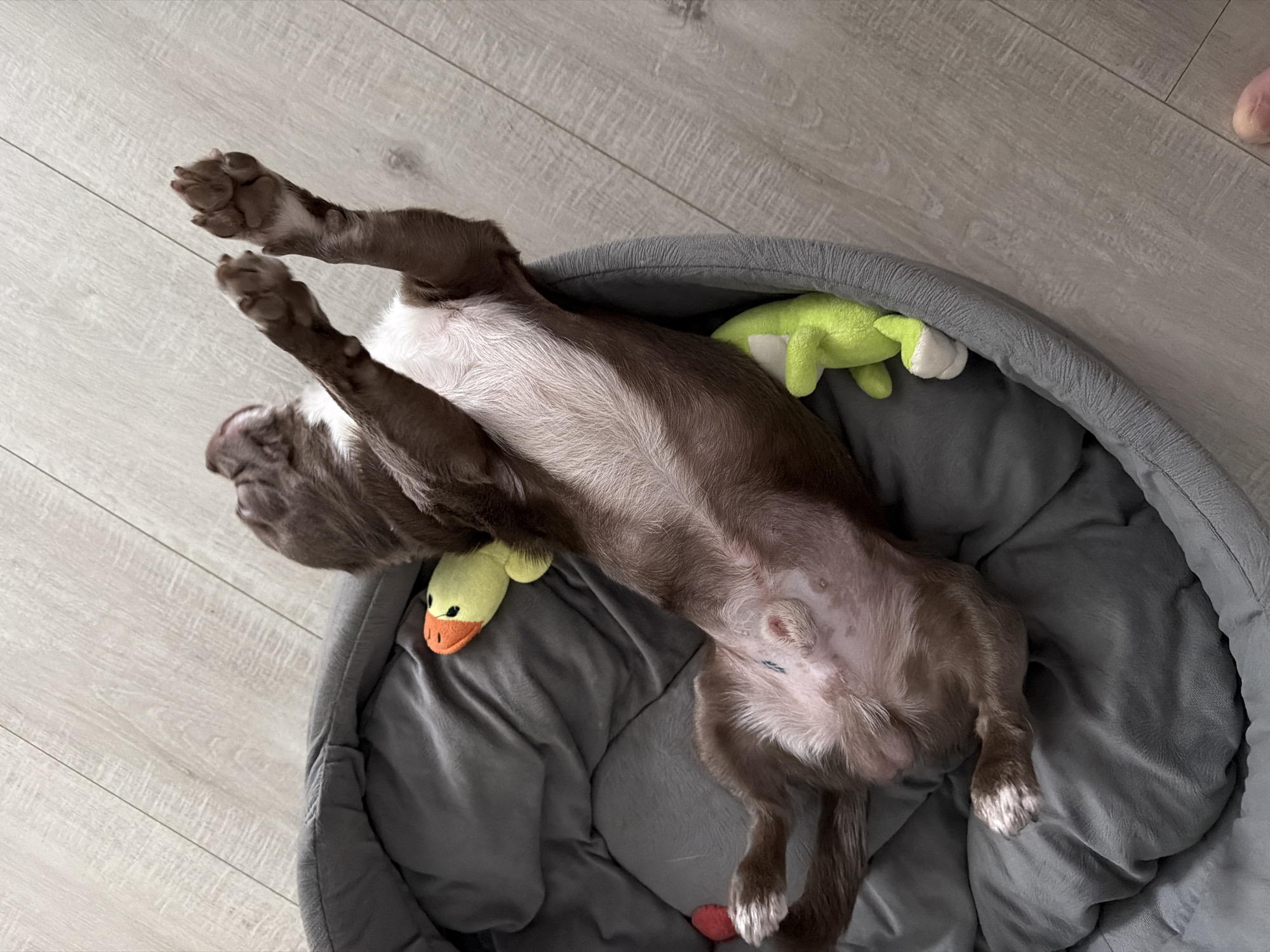 A brown and white dog is lying on its back in a gray dog bed on a light gray wooden floor. The dog has its front paws raised in the air. There is a green stuffed frog and a yellow stuffed duck in the dog bed with the dog. No people are fully visible, but part of a person's foot is visible in the top right corner of the image. The location is not identifiable as Votkinsk, Russia.