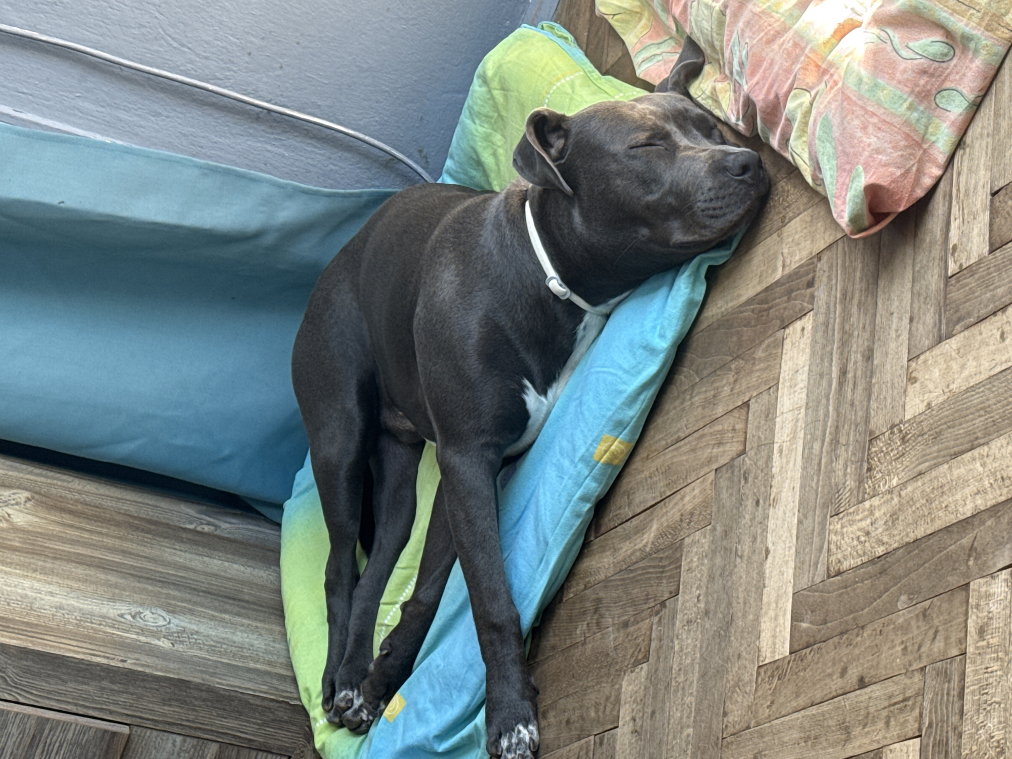 A dark gray dog is sleeping on a colorful dog bed on a wooden floor. The dog is lying on its side with its eyes closed and its head resting on the bed. The dog bed is blue and green with yellow accents. The wooden floor is made of planks arranged in a herringbone pattern. In the background, there is a blue curtain and a wall. The image appears to have been taken indoors. There is no indication of the city of Varna, Bulgaria in the image.