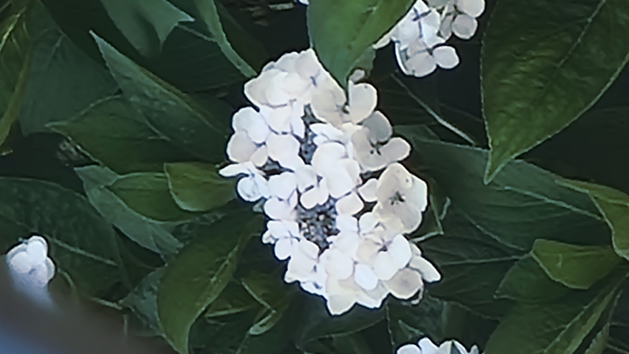 A close-up, vertical shot captures a cluster of white hydrangeas in bloom, nestled amongst lush, dark green leaves. The flowers are the central focus, their delicate petals appearing soft and slightly translucent. The surrounding foliage creates a verdant backdrop, with some leaves slightly out of focus, adding depth to the composition. The image is taken outdoors, likely in a garden setting, with natural light illuminating the blossoms. There are no people, animals, or man-made objects visible in the frame. The scene is static and serene, highlighting the natural beauty of the flowers.