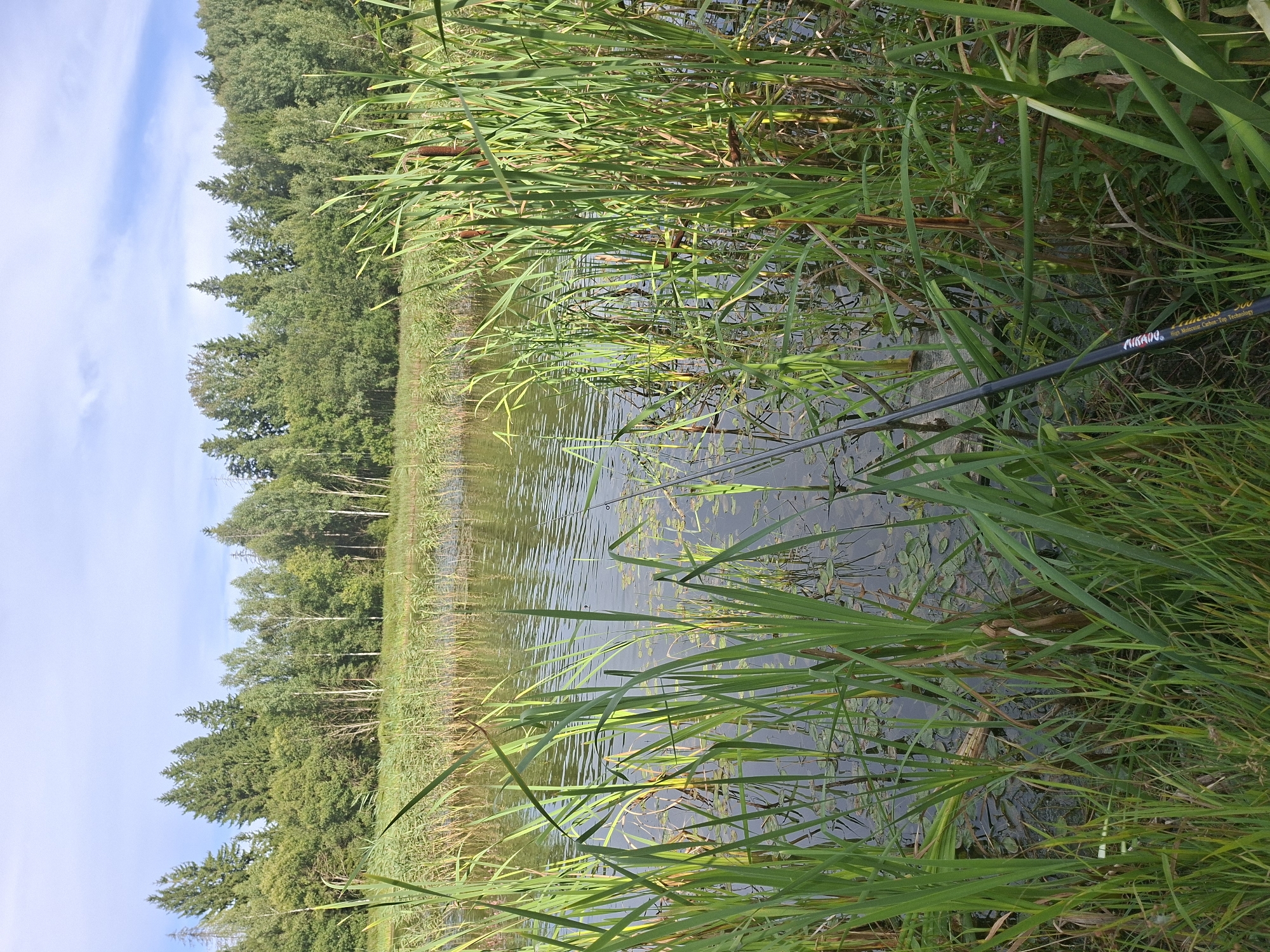 The image depicts a serene natural landscape on a sunny day. The foreground is dominated by lush green reeds and tall grass growing along the edge of a tranquil body of water. The water is calm, with ripples on its surface reflecting the blue sky and white clouds. In the middle ground, the lake is partially covered with water lilies. The background features a dense forest with a variety of trees, including evergreens and deciduous trees, forming a vibrant green backdrop. A fishing rod is visible extending into the water from the right side of the frame, suggesting the activity of fishing. The overall scene conveys a sense of peace and natural beauty. The location is identified as Tavkachoukski sel'ski saves, Belarus.