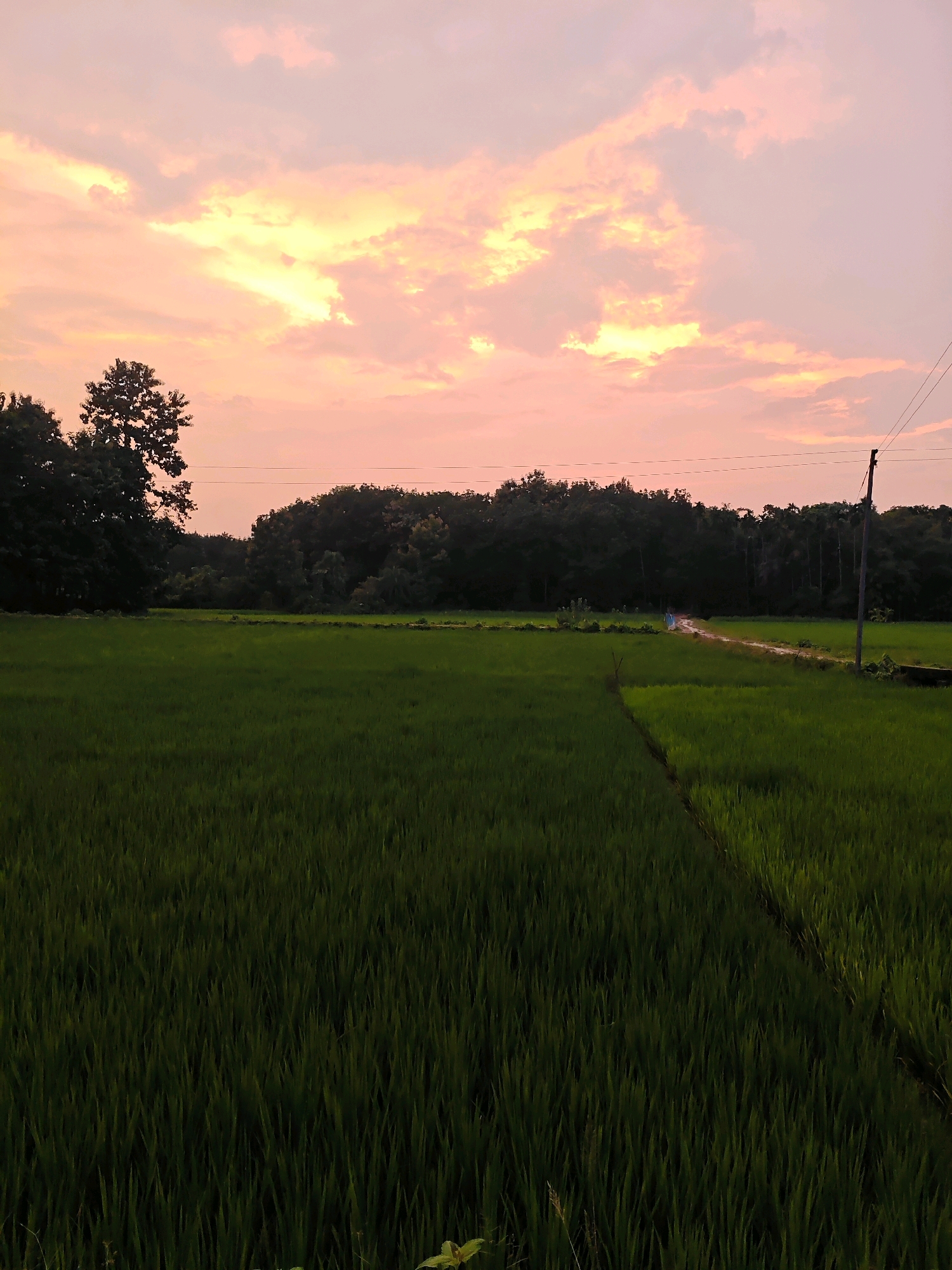 An outdoor, eye-level, wide shot depicts a rural landscape during twilight. The sky is illuminated with hues of orange, yellow, and pink from the setting sun, with scattered clouds. A dense, dark green forest forms the background, with a line of trees stretching across the horizon. In the foreground, a vast field of bright green rice paddies dominates the scene. A narrow, dirt path winds through the rice field, leading towards the forest. A single, tall utility pole stands on the right side of the frame. The image appears to have been taken in the village of Hrishyamukh, India.