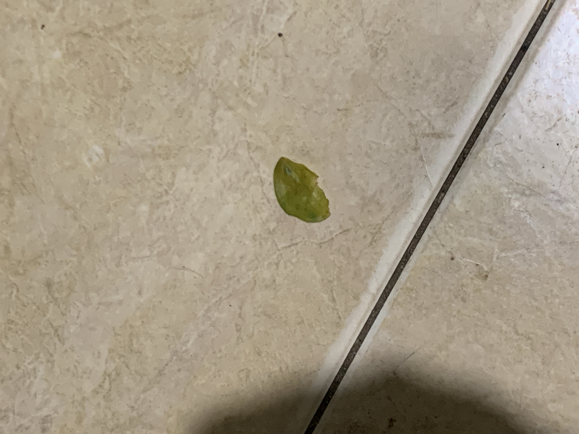 The image displays a close-up, high-angle view of a light-colored tiled floor, likely indoors. The tiles are a beige or tan shade with a subtle, irregular marbling pattern. A dark grout line runs diagonally from the upper right corner to the lower left, separating two sections of tiles.
The primary subject is a small, vibrant green, leaf-like object positioned slightly off-center in the upper middle of the frame. It appears somewhat shriveled or damaged, with a distinct bite or tear taken out of one side, revealing a lighter interior. The object casts a faint shadow beneath it.
In the upper left quadrant, a tiny, dark speck, possibly dust or dirt, is visible on the tile surface. A larger, dark, amorphous shadow occupies the bottom right corner of the image, suggesting a light source is positioned to the left or above the scene.
There are no people, animals, or discernible activities taking place. The scene is static. No text is visible anywhere in the image. The simple, functional tiled floor, common in residential or commercial settings, aligns with the location context of Santa Ana, Venezuela, where such materials are frequently used. The lighting suggests an indoor setting, possibly under artificial light, given the prominent shadow.