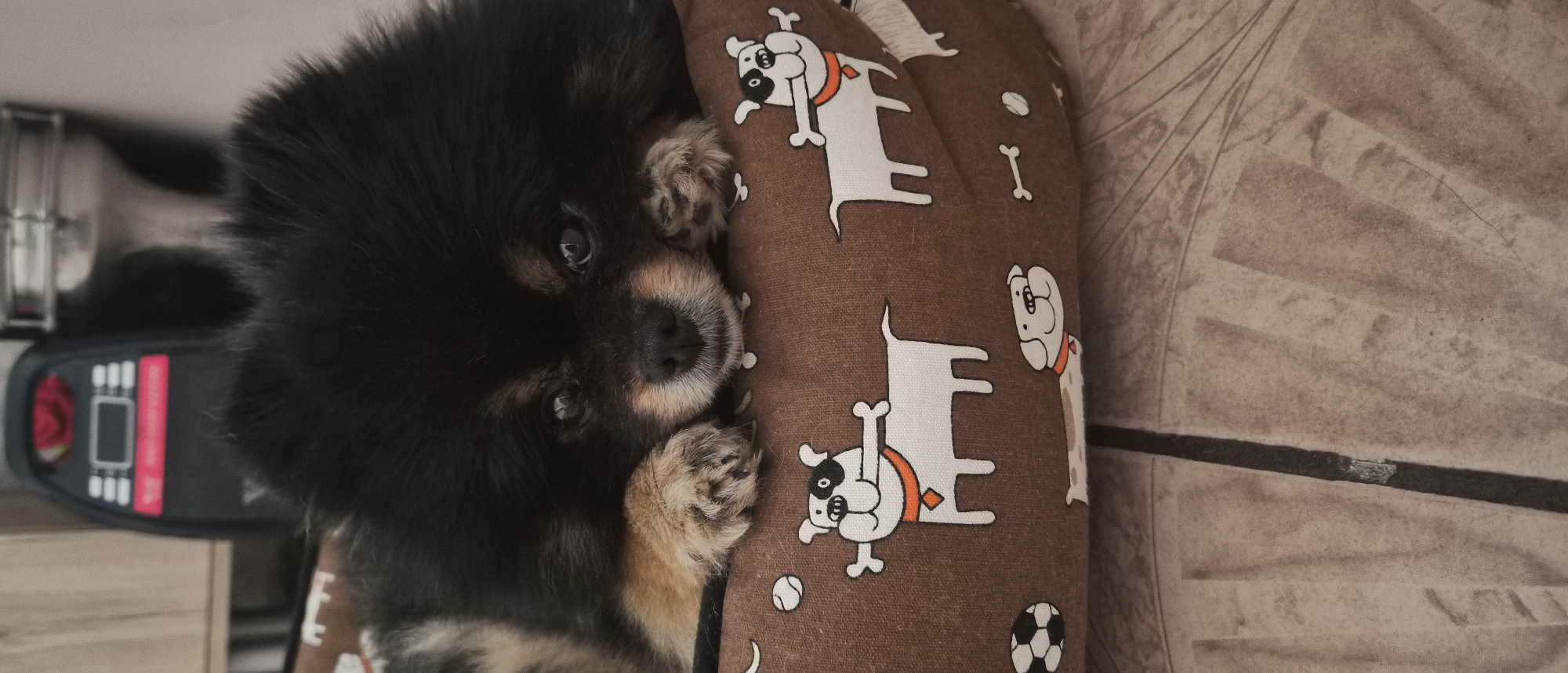 A small, black and tan Pomeranian dog is resting on a brown pillow with a cartoon dog pattern. The dog is lying on its side, facing the camera, with its paws near its face. The pillow is resting on a beige textured surface. To the left of the dog is an object with a black and red control panel. The location is Plovdiv, Bulgaria.