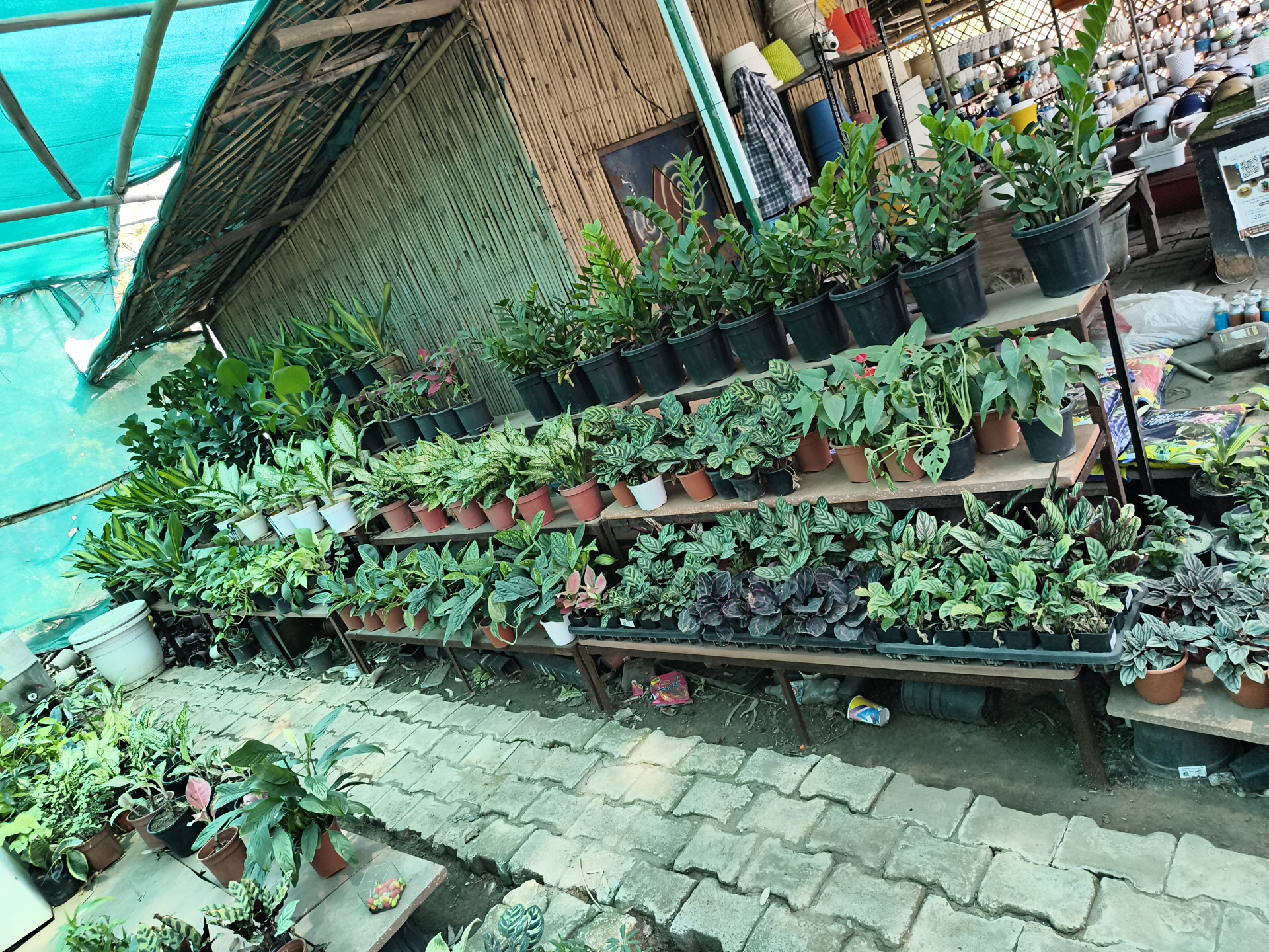 This image depicts a vibrant plant nursery or garden center, likely in Ghaziabad, India, filled with a diverse array of potted plants. The scene is dominated by multiple tiers of wooden and metal shelving displaying numerous species, including rows of Zamioculcas zamiifolia (ZZ plants) in black plastic pots, various types of Calathea with distinctively patterned foliage, Aglaonema, peace lilies, and what appear to be Monstera plants. The plants are housed in a mix of terracotta, plastic, and some ceramic pots.
The nursery is housed under a structure with a roof made of green shade netting, which diffuses the bright daylight illuminating the scene. A wall constructed from vertical bamboo poles is visible on the left side, extending towards the back. The ground consists of interlocking gray concrete pavers, suggesting a pathway for visitors. In the background, shelves are stocked with a variety of colorful plastic pots and other gardening supplies, indicating a retail environment. Miscellaneous items such as a white bucket, discarded plastic bags, and watering cans are visible on the ground.
No individuals are present, but the arrangement of plants and supplies suggests commercial activity. The bright, diffused lighting points to a daytime setting. A black stand on the right features a partially visible white sign with a QR code and some text, which is too indistinct to read. The overall impression is a bustling, well-stocked, semi-outdoor plant retail space.