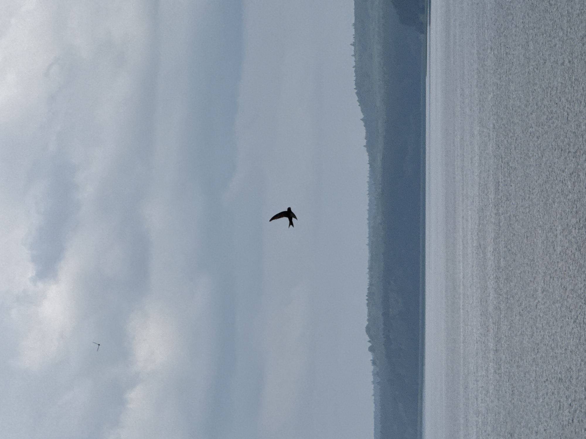 The image depicts a serene landscape with a vast body of water in the foreground and a tree-lined shore in the background under a cloudy sky. Two birds are in flight, one prominently in the center and another smaller one in the upper left quadrant. The overall mood is tranquil and atmospheric. This scene is likely located in Votkinsk, Russia, a city known for its picturesque natural surroundings along the Kama River.