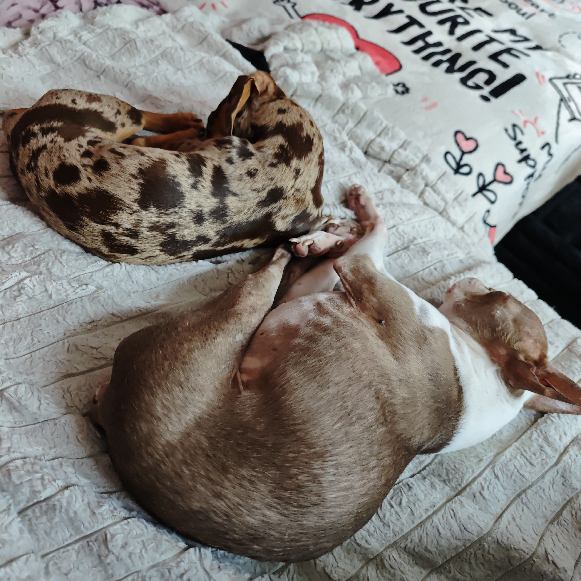 Two dogs are sleeping curled up on a textured, light-colored blanket. The dog in the foreground is brown and white with its head tucked under its body. The dog in the background has a merle coat pattern of brown and tan spots, with its head facing towards the right of the frame. A pillow with black text that reads "URITE MY EVERYTHING!" and some decorative elements is visible in the upper right corner of the image. The scene appears to be indoors, possibly in a bedroom or living area. There is no indication of the city of Locking Parklands, United Kingdom.