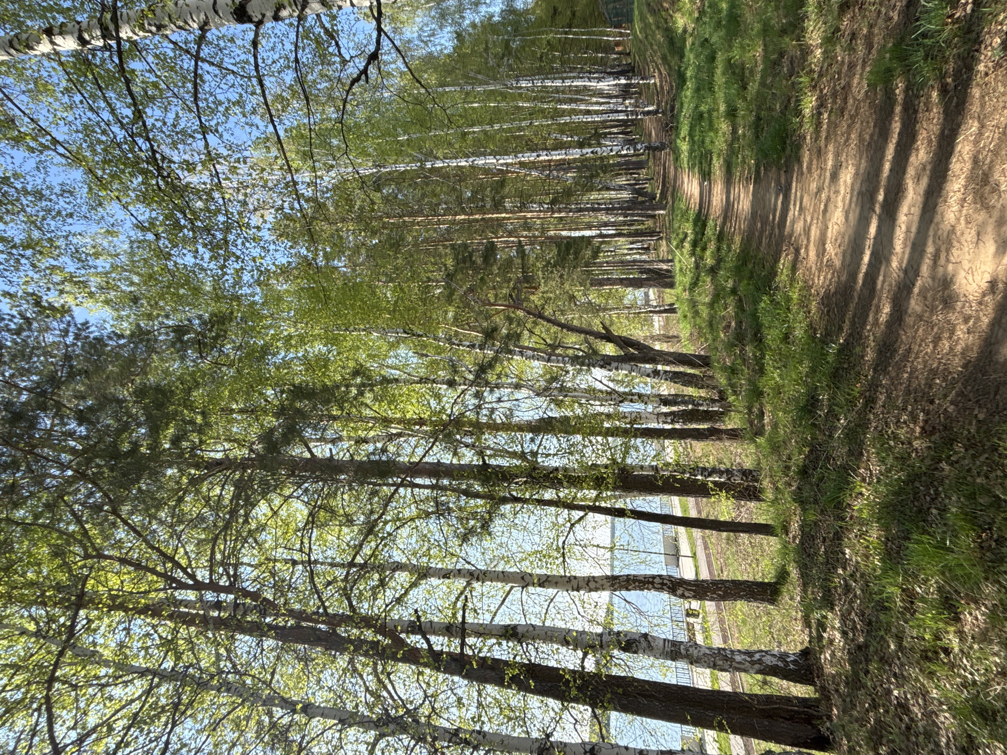 The image depicts a path in a wooded area near a body of water. It shows a dirt path alongside a row of tall trees, including birch, with green foliage. The path is edged with grass. In the background, through the trees, a glimpse of water can be seen. The location is in the city of Chaikovsky, Russia.