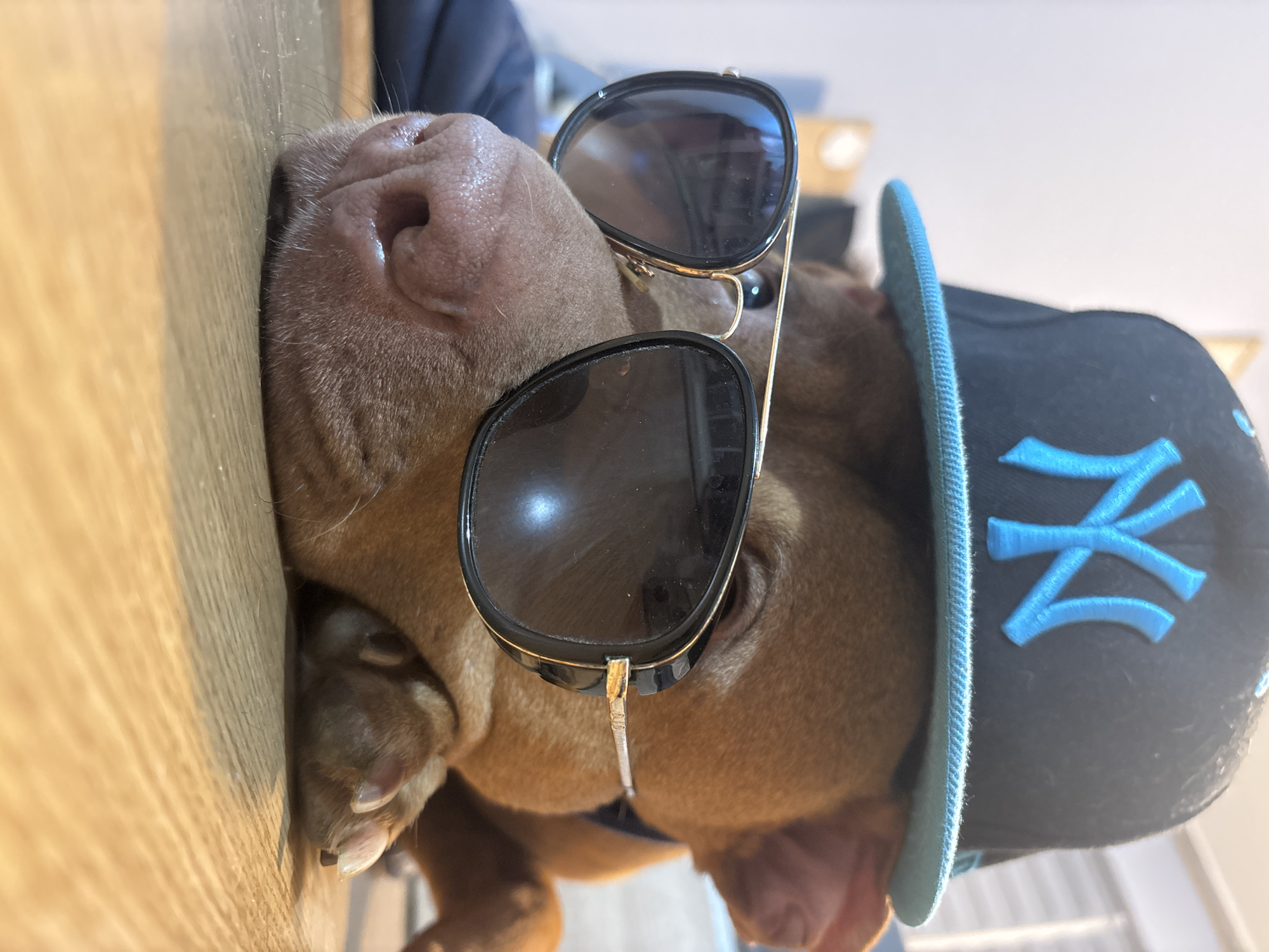 A dog wearing a baseball cap and sunglasses is lying down with its head resting on a wooden surface. The cap is black with a blue logo resembling the New York Yankees emblem and has a blue brim. The sunglasses are black with gold accents. The dog's nose is pink and pressed against the wooden surface. The image is rotated 90 degrees counter-clockwise. No specific information within the image indicates the location of the image.