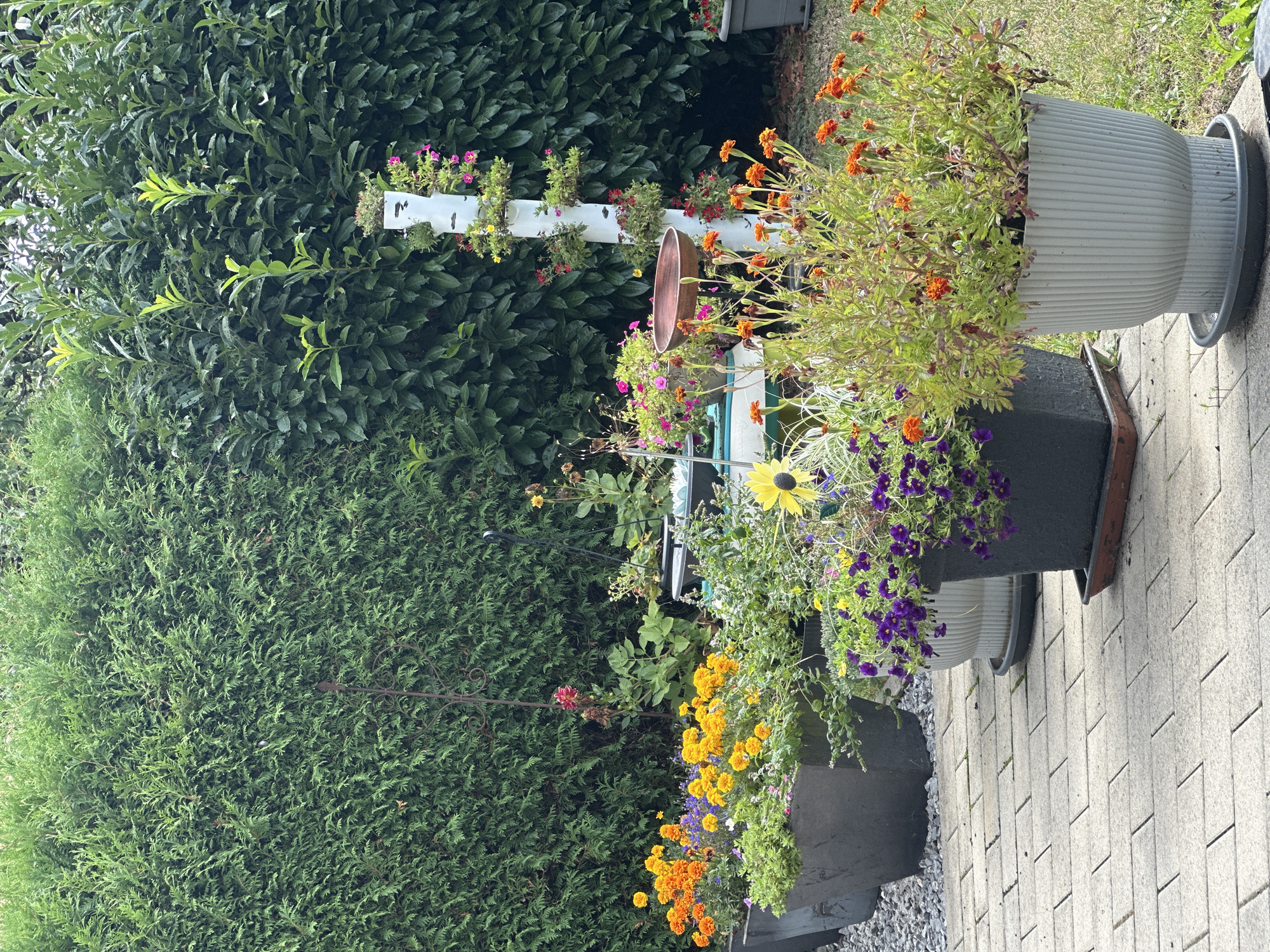 The image depicts a well-maintained garden in Bad Endorf, Germany. A dense, dark green evergreen hedge forms the backdrop, with a lighter green hedge to the left. In the foreground, a paved pathway made of light grey rectangular bricks runs diagonally from the bottom left towards the center of the image.
Several potted plants are arranged along the pathway. To the left, a dark grey, rectangular planter contains an arrangement of bright orange and yellow marigolds, along with smaller purple flowers. Next to it, a lighter grey, fluted pot holds a lush display of purple petunias. Further to the right, another dark grey, rectangular planter overflows with feathery green foliage and numerous small orange flowers, likely marigolds, with a single large yellow sunflower visible in the background. A decorative white pole, perhaps a bird feeder or plant stand, is situated in the middle ground, adorned with small pink and red flowers in cascading planters. A brown bird bath or dish is perched on top of the white pole. In the far right background, a dark grey pot with orange flowers is partially visible. The ground to the right of the pathway is covered with green grass. The overall impression is one of a vibrant and colorful garden in a peaceful setting.