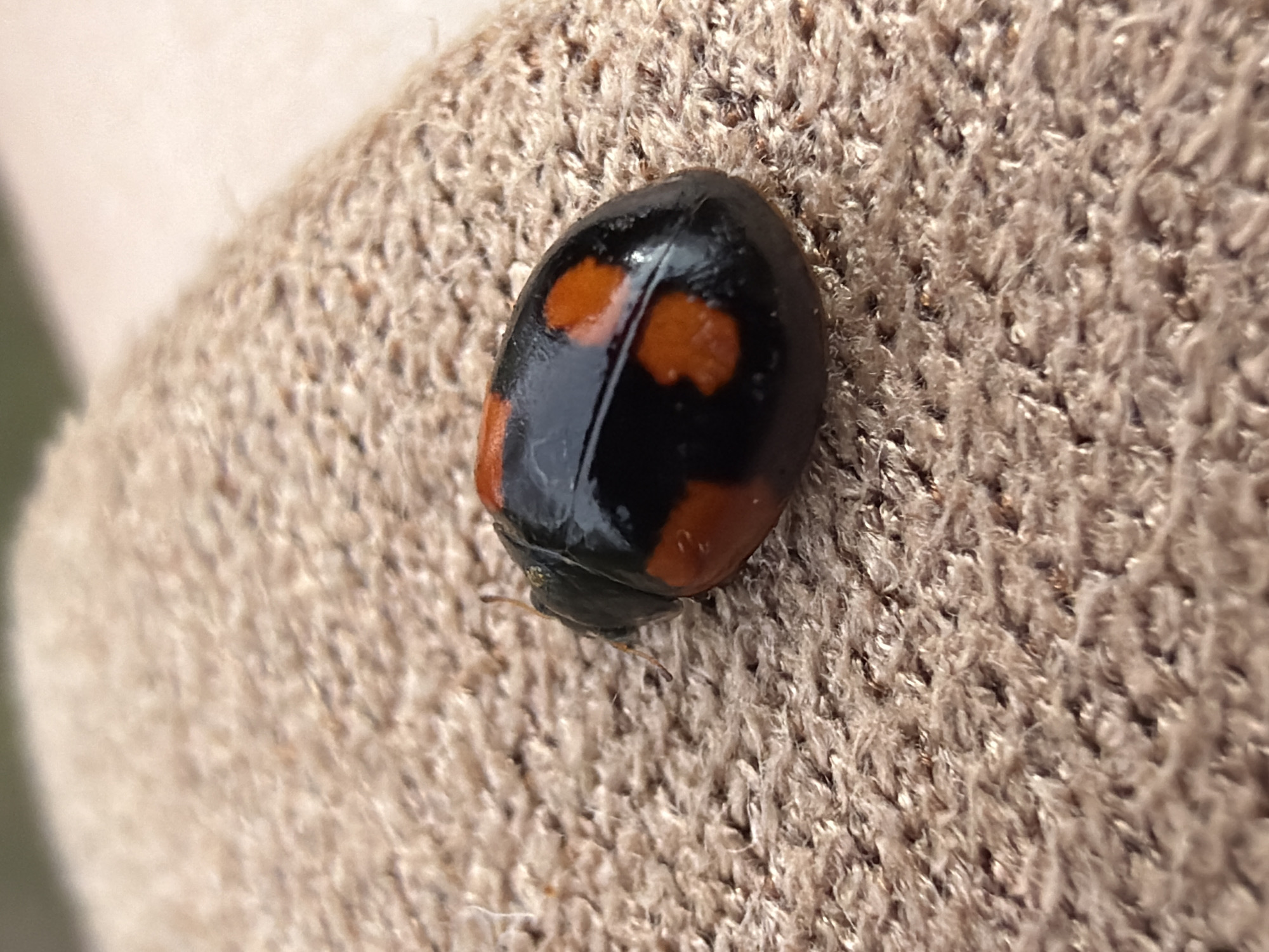 A close-up photograph shows a ladybug with a black body and two orange spots resting on a textured, light brown fabric. The fabric appears to be a woven material with a slightly shaggy texture. The ladybug is in sharp focus, while the background fabric is slightly blurred. The scene is well-lit, showcasing the ladybug's features and the fabric's texture. The photograph does not include any indication of location in Pavlovo, Russia.
