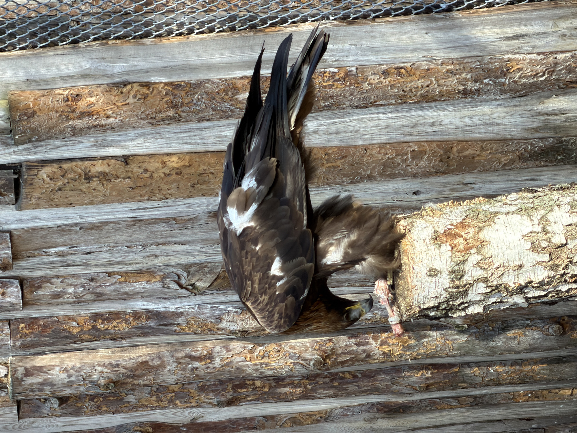 The image shows a taxidermied golden eagle hanging upside down on a rough wooden wall. The eagle's head is near a section of unhewn log, and its talons and what appear to be the remains of prey are visible. The background includes a wire mesh above the wooden planks. The image does not include any information about a location in Penza, Russia.