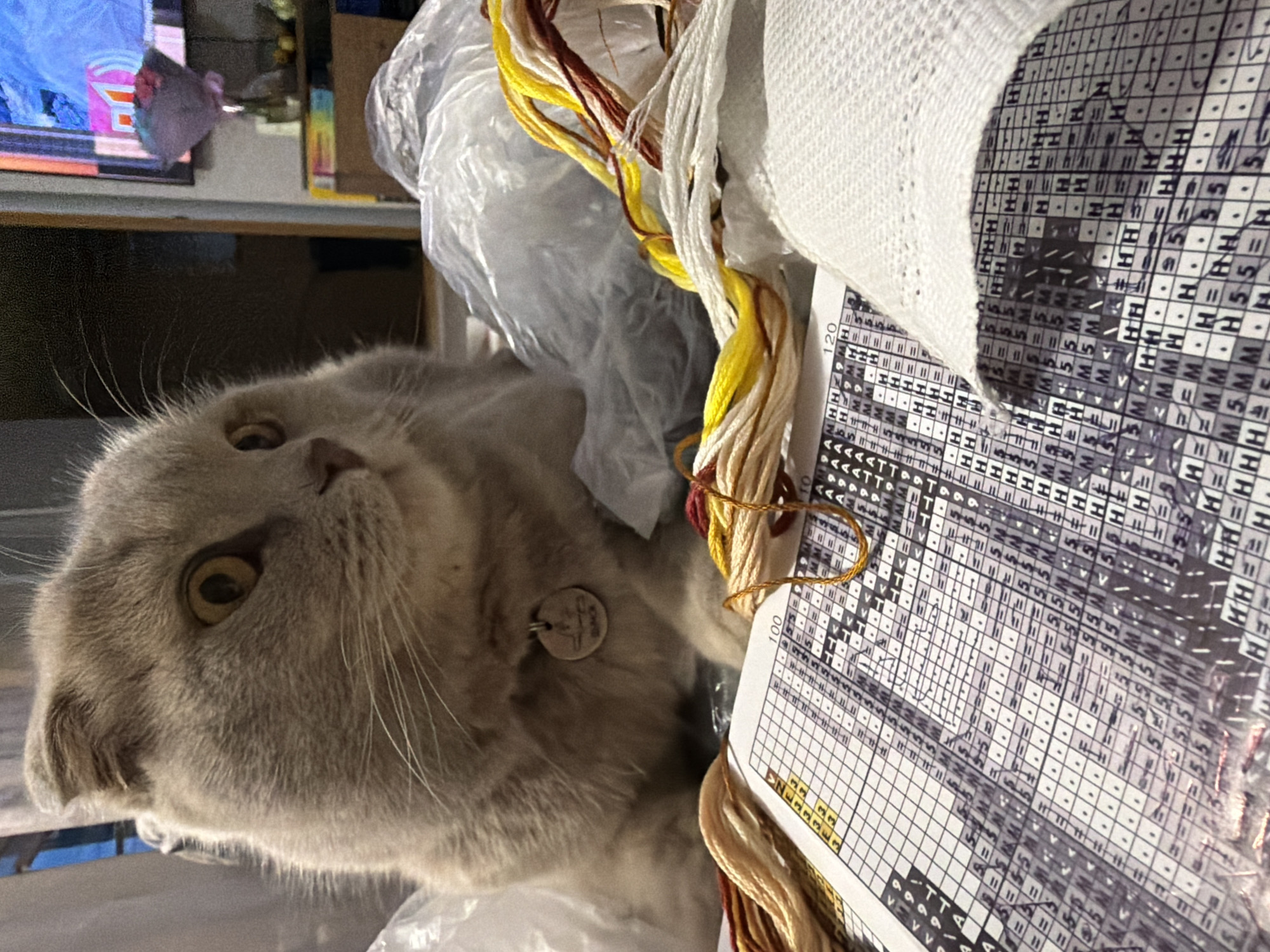 A close-up, tilted shot shows a Scottish Fold cat with light gray fur and yellow eyes looking upward towards the left. The cat wears a small tag on its collar. Positioned near the cat is a partially visible cross-stitch pattern chart with numerical and symbolic notations. Multi-colored threads (yellow, white, red-brown) lie adjacent to the chart. A partly obscured television set is visible in the background. The location within the city of Chaikovsky, Russia cannot be determined from this image.