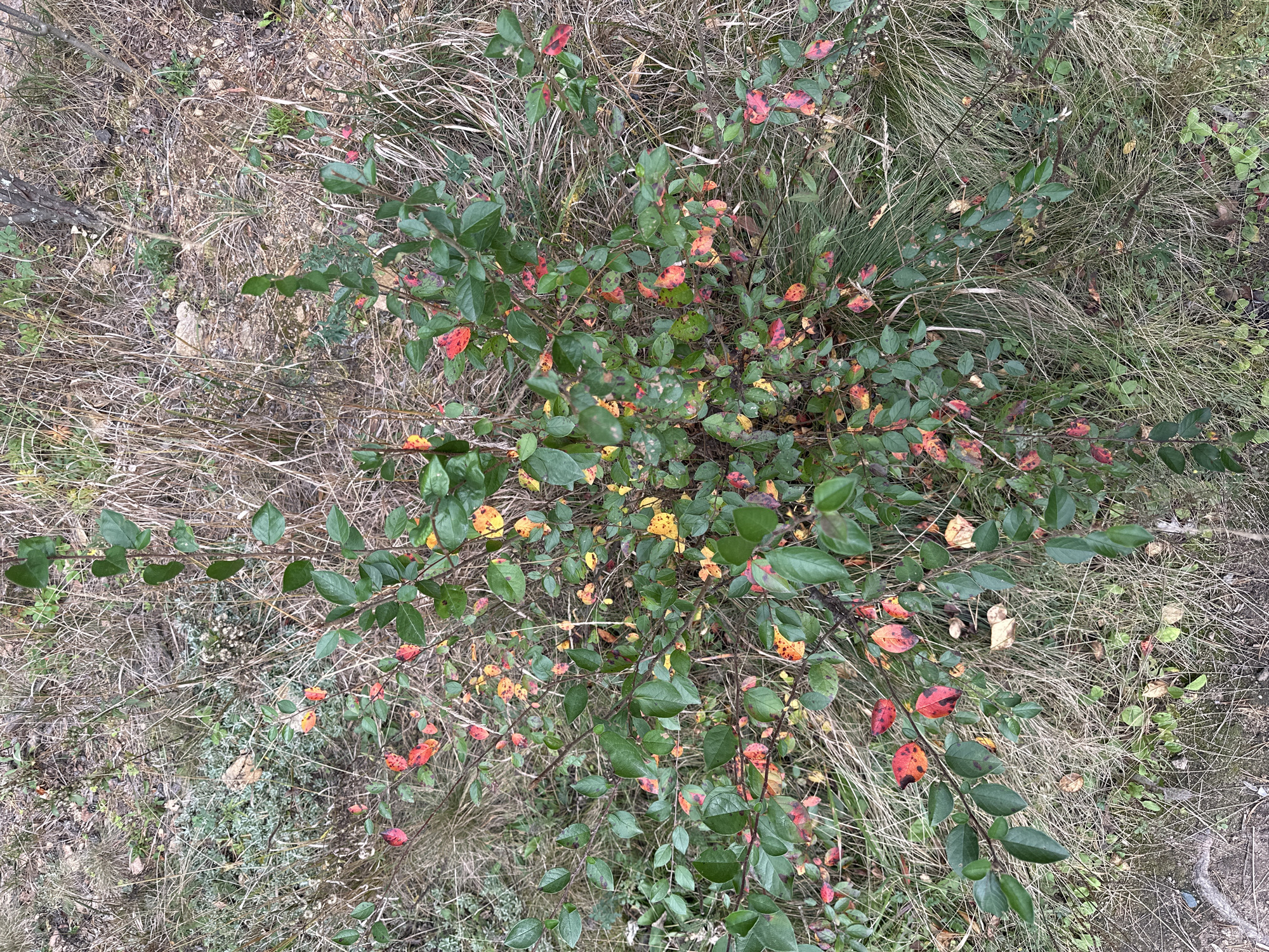 The image shows an overhead, close-up view of a small bush with green and red-tinged leaves, situated amidst dry grass and sparse vegetation. The bush is the primary subject, with its branches extending outwards. Some leaves have turned yellow and red, indicating seasonal change. The ground is covered with dry, straw-like grass and a few scattered leaves and small green plants. The lighting suggests an outdoor, natural environment. There are no people or animals visible in the image. The overall scene depicts a small area of natural landscape.