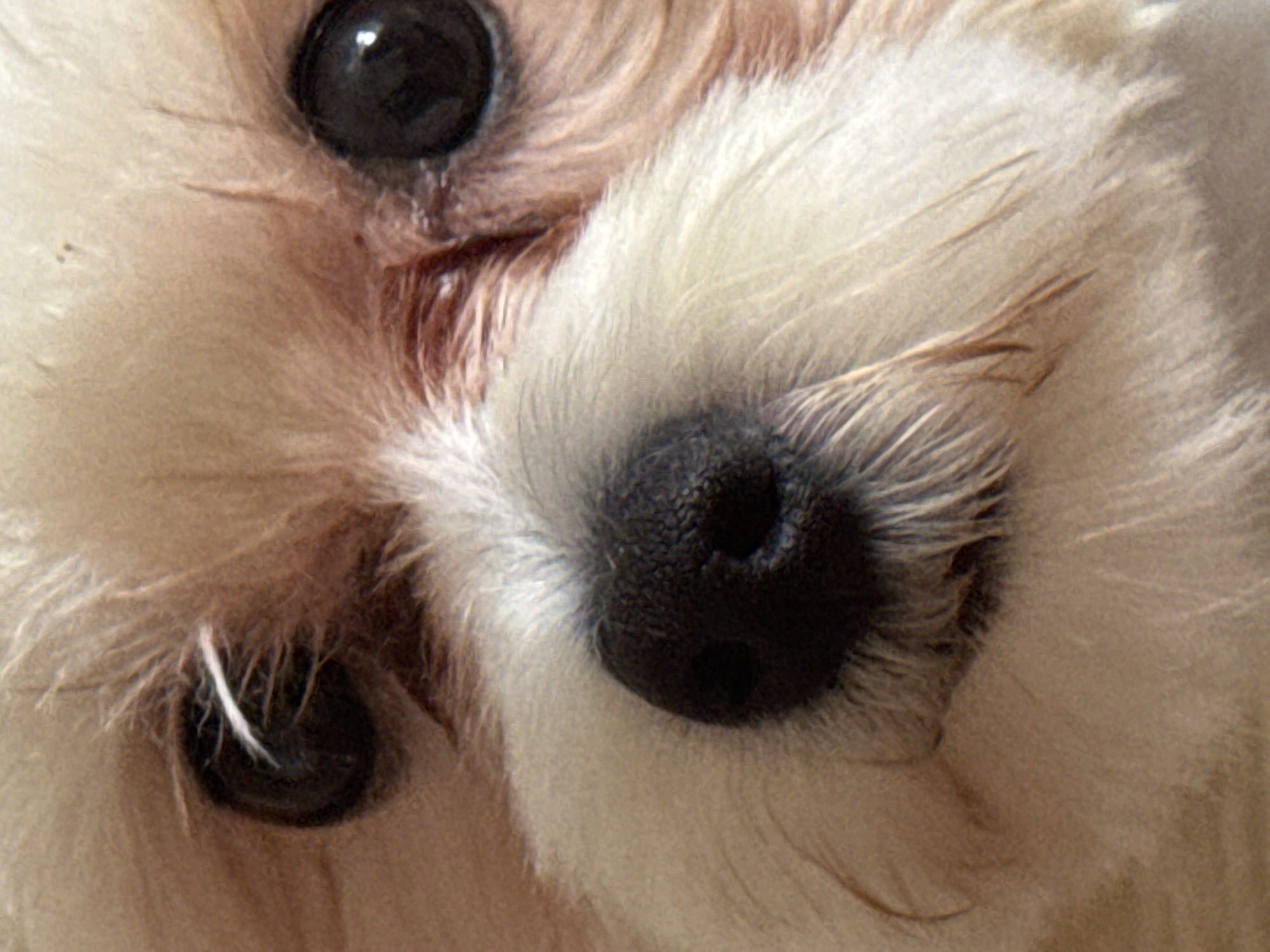 This close-up, head-on, macro shot features the face of a small, light-colored dog, likely a Bichon Frise or similar breed, due to its fluffy white fur and dark eyes and nose. The dog's features are the sole subjects. The image focuses intensely on its left eye, black nose, and surrounding fur. The fur is soft and appears to be light cream or off-white, with some darker, reddish-brown undertones visible near the eye and around the nose, suggesting natural coloring.
The dog's left eye is large, dark, and round, with a subtle reflection indicating a light source. A single white hair stands out starkly against the dark pupil. The nose is wet and black, with visible texture and two distinct nostrils. The fur around the muzzle is long and wispy, framing the nose and giving the dog a gentle appearance. The overall impression is one of softness and warmth.
There is no discernible activity or event taking place, as the image is a still portrait. The time of day, weather, and specific location are not evident from the image itself. The emotion conveyed is one of calm or perhaps curiosity, due to the direct gaze. No text is visible in the image. The provided location context of Mikhaylovsk, Russia, does not offer any visual cues within the image to confirm or deny it as the setting.