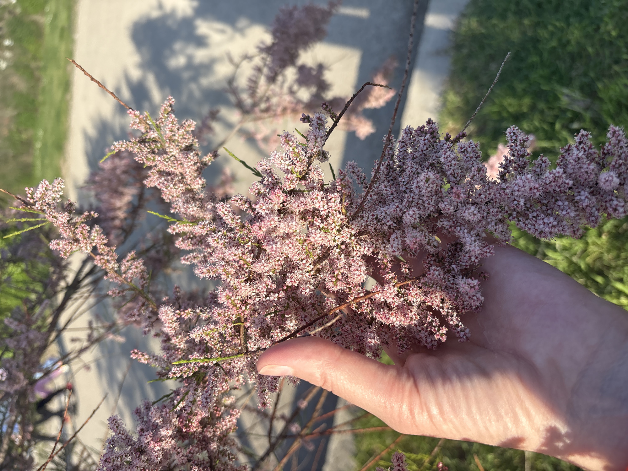A close-up shows a hand holding a flowering branch of a shrub with tiny, pink flowers. The hand is fair-skinned. The background includes a concrete surface, patches of green grass, and shadows of branches. The location is possibly Bar, Montenegro (implied by the prompt). There are no other people visible in the scene.