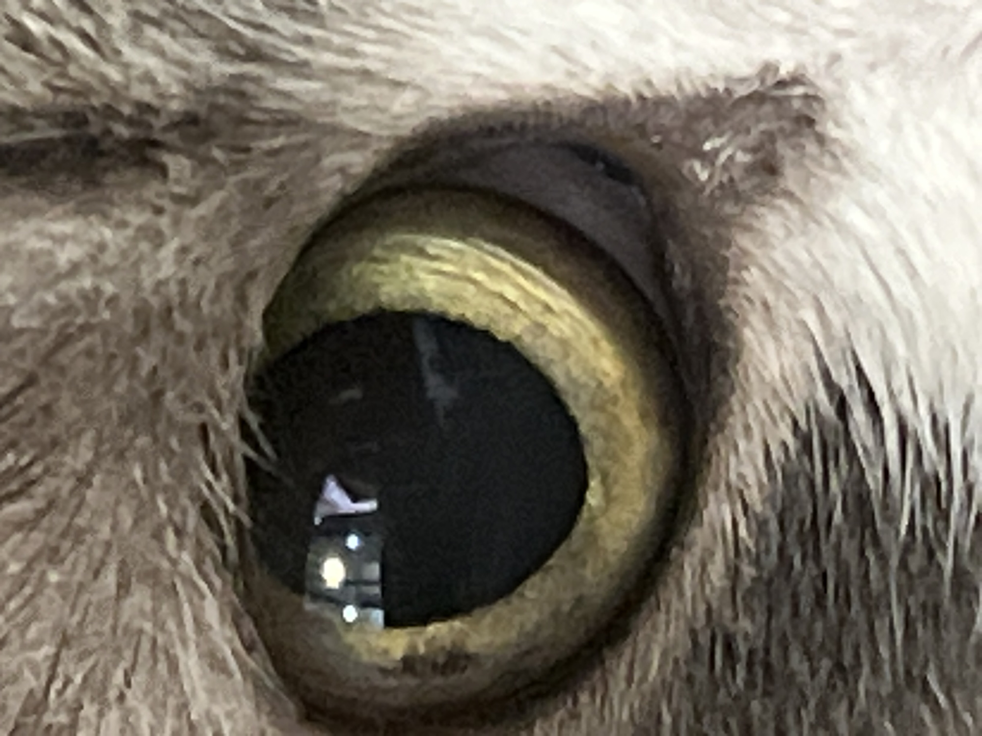 The image is a close-up, macro shot of a cat's eye. The iris is a vibrant green-yellow with visible striations, and the pupil is a dark, dilated circle. The fur surrounding the eye is grey and white, with individual hairs clearly visible due to the close proximity. There are reflections in the pupil, appearing as small white and blue lights, and a triangular shape that might be a reflection of an object or a light source. The overall impression is one of intense focus on the intricate details of the feline eye. There is no information about the location in Choeng Thale, Thailand, as the image is solely of a cat's eye.