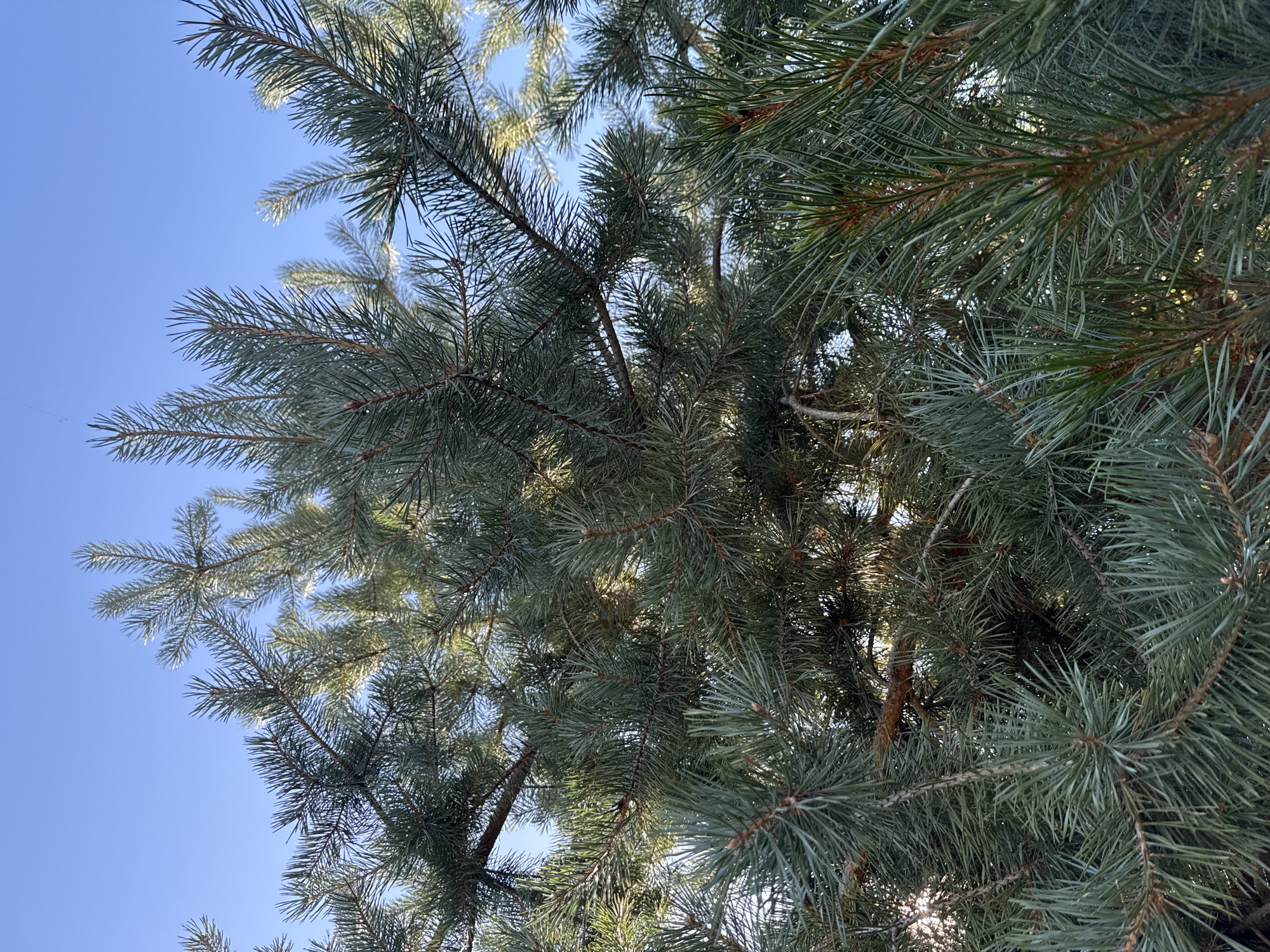 The image is an outdoor, eye-level, medium shot of pine branches against a clear blue sky. The pine needles are a blue-green color and are densely packed on the branches. Sunlight filters through the needles, creating highlights and shadows. The scene is natural and appears to be located in a wooded area. There are no people or man-made objects visible. The image does not provide any specific details about the location in the city of Vtoraya Pad', Russia.
