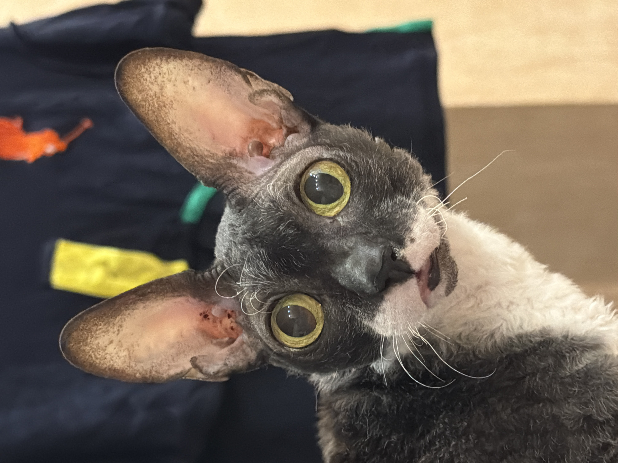 The image shows a close-up of a Cornish Rex cat with striking yellow eyes and large ears. The cat has a distinctive wavy, short coat, predominantly dark gray with white markings on its chest and face. Its expression is alert and slightly surprised. The background is blurred, but appears to be indoors, with hints of dark fabric, possibly a shirt with a logo, and a lighter colored wall or surface. There is no discernible information about the location within Yekaterinburg, Russia. The image focuses entirely on the feline subject.