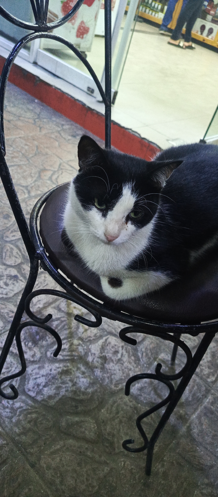 A black and white cat rests on a dark leather cushion of a black metal chair. The chair has a decorative, wrought-iron style frame. The floor is tiled with a patterned stone-like material. In the background, a storefront is visible, including a person standing inside and shelves stocked with various items. The location is Altagracia, Venezuela.
