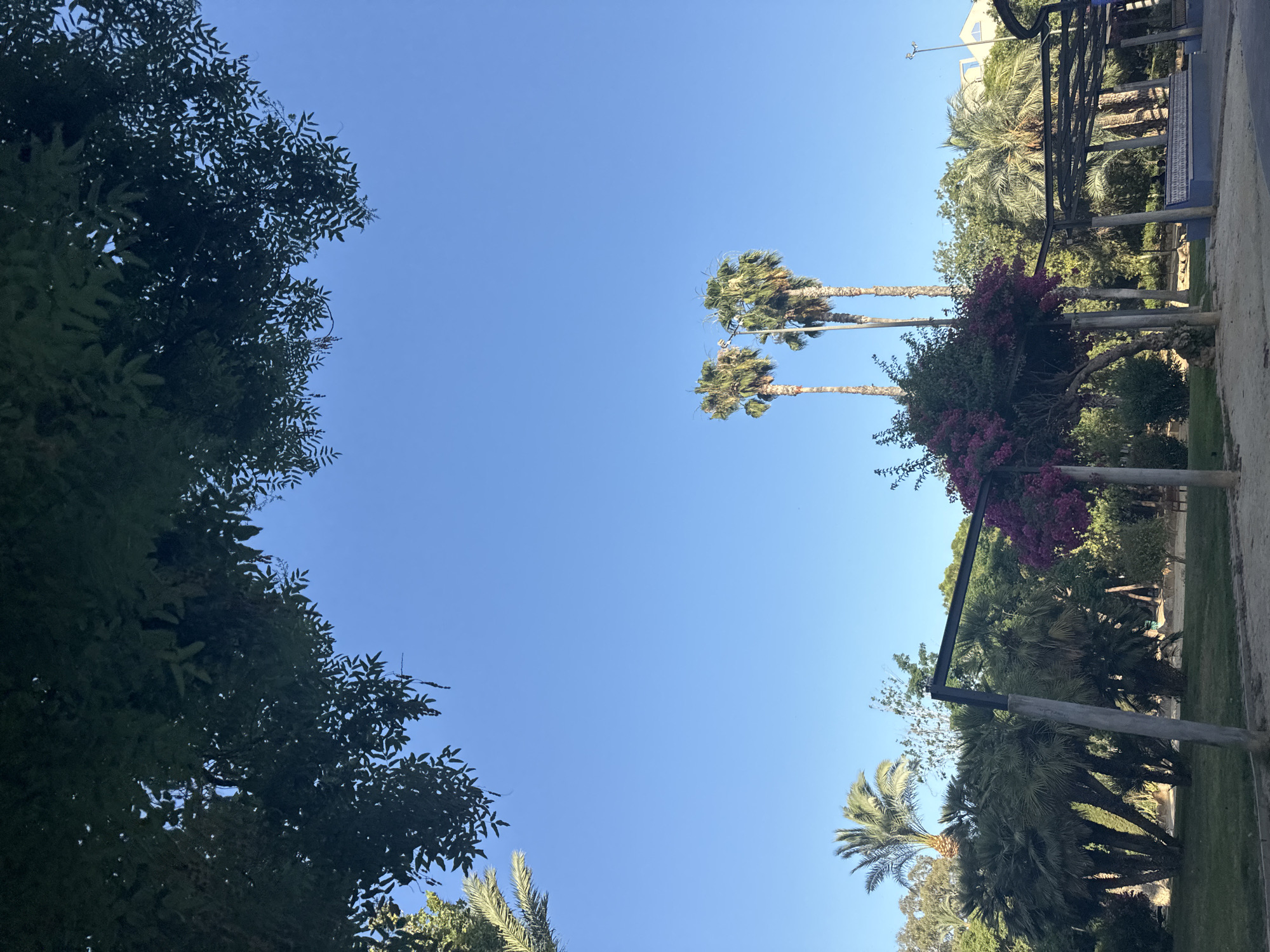 The image depicts a park scene with lush greenery and tall palm trees under a clear blue sky. In the foreground, a gravel path leads towards a structure with a pergola and benches, suggesting a public seating area. A vibrant bush with purple flowers is visible, adding a splash of color to the scene. The background is filled with various trees and palm trees, creating a tropical ambiance. The location is identified as being in the city of Murcia, Spain. There are no people or animals visible in the image. The overall impression is one of a tranquil and well-maintained outdoor space.