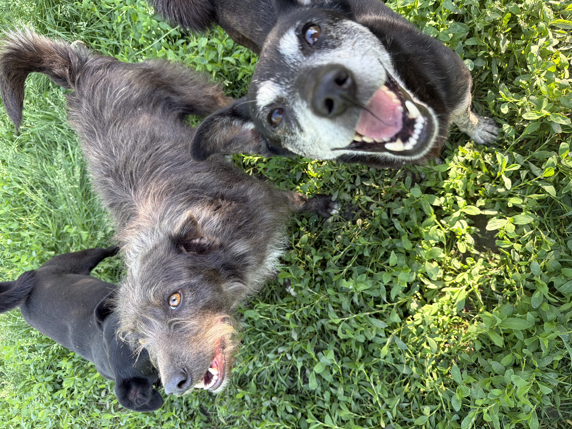 Three dogs are visible in an outdoor setting, likely Leningradskaya, Russia. The ground is covered with green foliage consisting of grass and smaller leafy plants. The top-most dog is black and white with an open mouth revealing its teeth and pink tongue. The second dog is wire haired and primarily grey and brown with its mouth slightly open. A third, black dog is partially visible in the lower left quadrant of the image. The dogs appear to be interacting with someone holding the camera, as suggested by the upward angles and expressions.