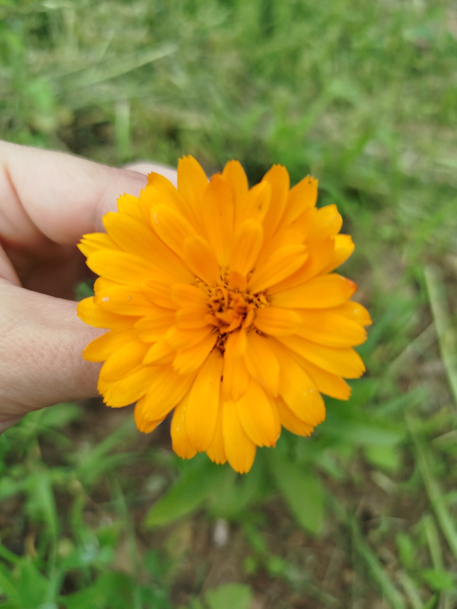 A close-up shot shows a person's hand holding an orange calendula flower. The background is out of focus, displaying green grass and foliage, suggesting an outdoor setting. The image has been taken in the city of Zavodoukovsk, Russia.