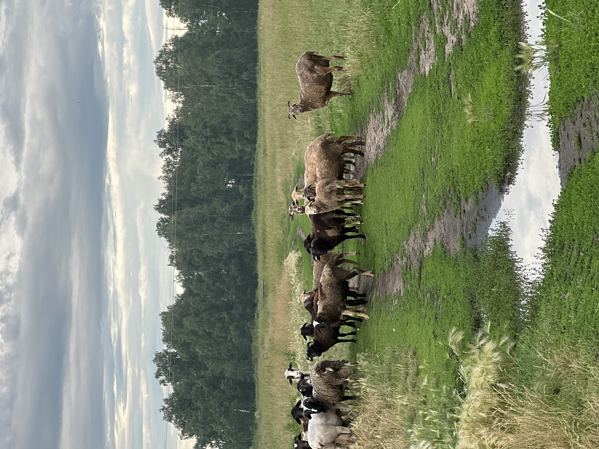 The image depicts a pastoral scene with a flock of sheep in a grassy field. The sheep are of varying colors, including brown, black, and white, and some have horns. They are standing in a line, appearing to be grazing or resting. One sheep is slightly separated from the group, facing the camera with its head raised. The setting includes lush green grass, a muddy path, and a body of water that reflects the sky. In the background, a dense forest with dark green trees is visible. The sky is overcast with scattered clouds, suggesting a diffused light, possibly indicating morning or late afternoon. The overall mood is peaceful and natural, characteristic of a rural environment. The location is identified as Pivkino, Russia. There is no visible text in the image.