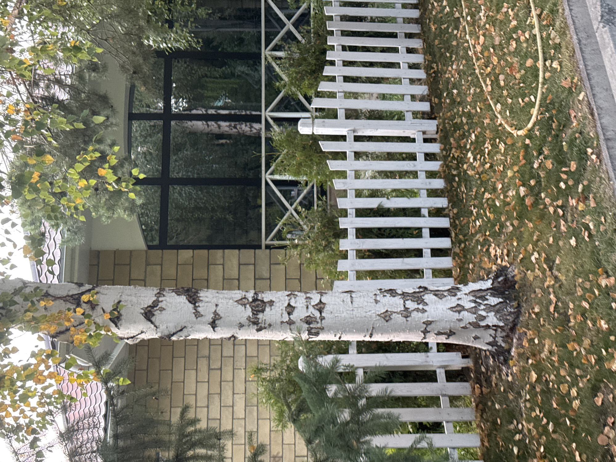 The image captures a serene outdoor scene in Sary-Oy, Kyrgyzstan, likely during autumn. A prominent birch tree with white, textured bark stands in the foreground, partially obscuring a white picket fence. The fence encloses a grassy area covered with fallen leaves in shades of yellow and brown, indicating the fall season. Behind the fence, a modern house with a light yellow brick facade is visible, featuring a large, dark-framed window. Green coniferous trees and bushes are scattered throughout the property, adding to the natural ambiance. A yellow garden hose lies coiled on the grass near the fence. The sky is overcast, casting a soft light on the surroundings.