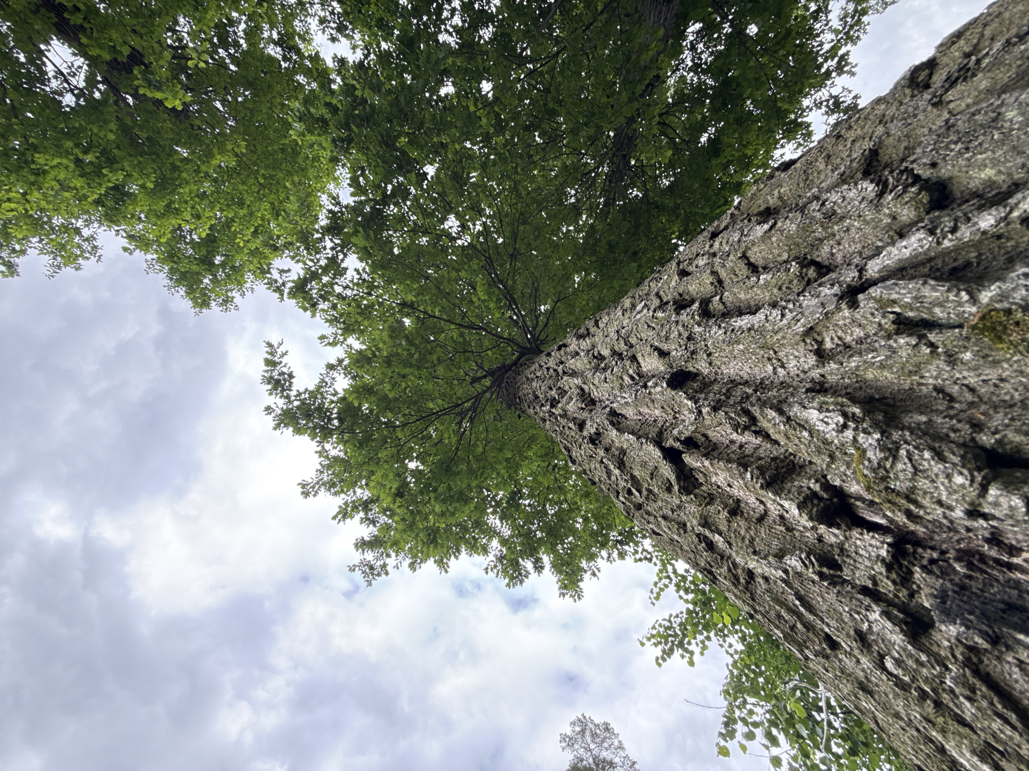 The image is a low-angle shot looking up at the trunk and canopy of a large tree against a cloudy sky. The tree's bark is rough and textured, with a greyish-brown color. Lush green leaves fill the upper portion of the frame, obscuring much of the sky. The tree appears to be in a natural setting, likely a park or forest, given the presence of other trees in the background. The specific location in the city of Vorzel, Ukraine is not discernible from the image itself; no landmarks or specific identifiers are present. There are no people or animals visible in the frame.