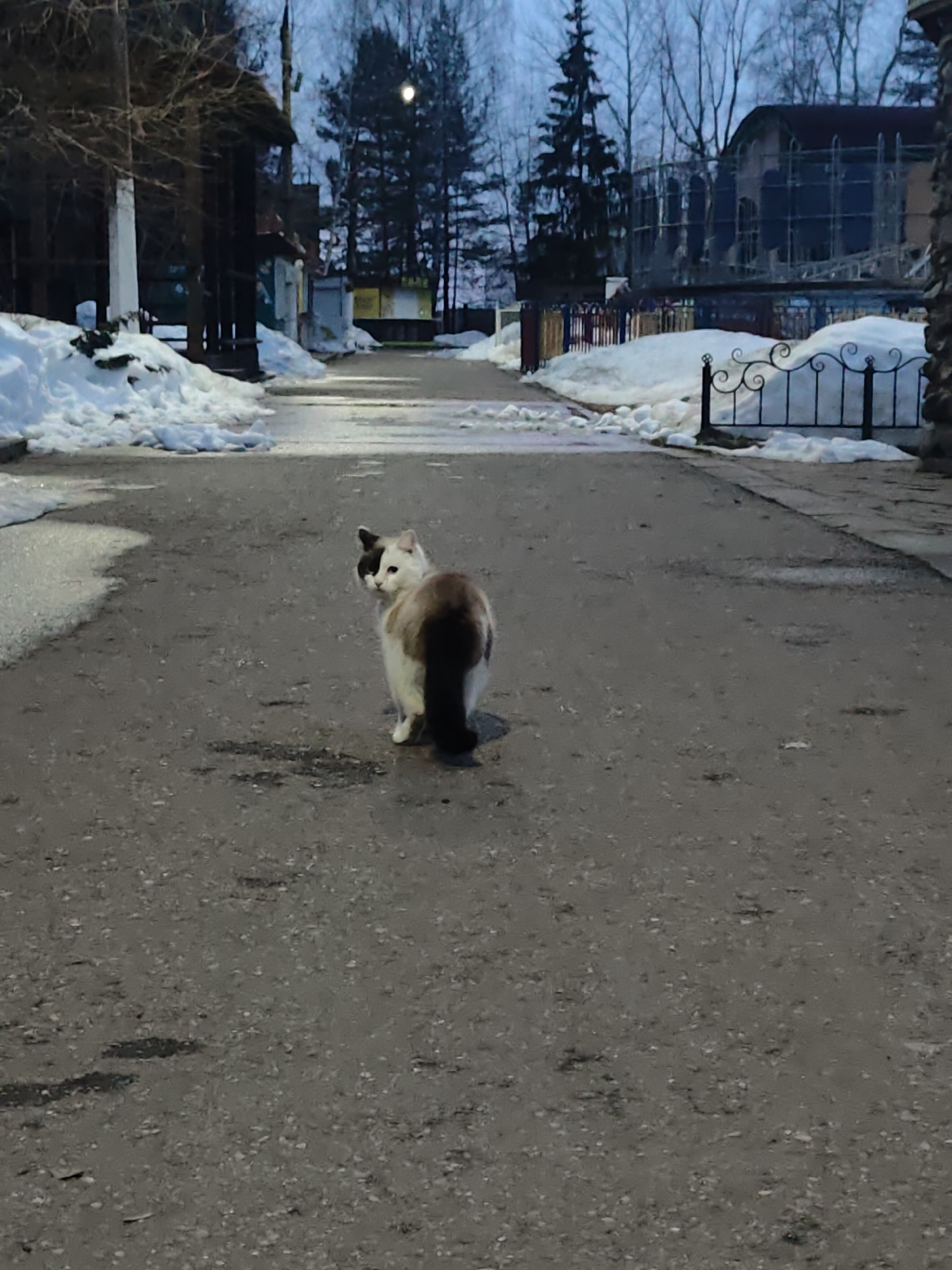 A long-haired cat, mostly white with dark brown patches on its back and a black tail, stands on a wet asphalt road, looking back at the camera. The road stretches into the distance, bordered by snow-covered patches on either side. On the left, a row of buildings with bare trees in front can be seen, while on the right, there is a decorative metal fence. Further down the road, evergreen trees are visible against a dusky sky. The scene appears to be in a residential or park area, possibly in Chaikovsky, Russia. A building under construction is visible in the background. The lighting suggests it may be early morning or late afternoon.