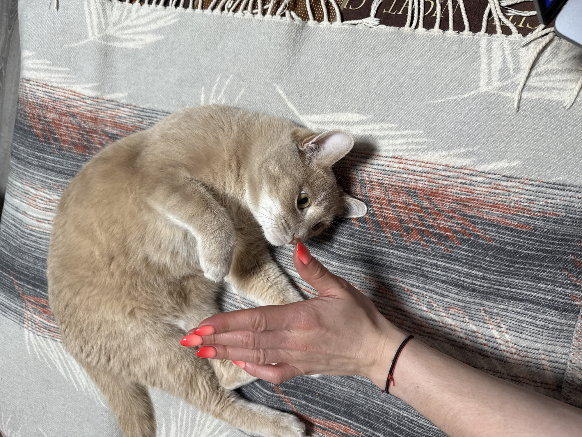 An indoor, top-down view captures a light brown cat interacting with a human hand on a patterned blanket. The cat, with short, soft fur and light green eyes, is curled on its side, looking intently at the approaching hand. Its ears are slightly perked, suggesting curiosity or mild playfulness.
The human hand, featuring well-manicured nails with a striking red and orange ombre design, is extended towards the cat. A thin black and red string bracelet adorns the wrist.
The blanket serving as the background is light gray with subtle white patterns resembling leaves or fronds. Below these patterns, there are horizontal stripes in shades of red, orange, and dark gray/black. A fringed edge of the blanket is visible at the top, laid over a darker, possibly brown, textile or surface. Partially visible white letters, specifically "LA" and "T," can be seen on this darker background. The scene suggests a calm moment of interaction, possibly petting or gentle play, between the pet and its owner in a home setting in Chaikovsky, Russia.